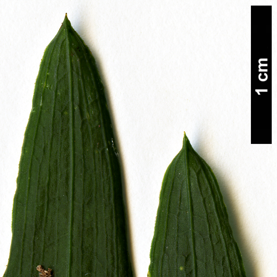 High resolution image: Family: Alstroemeriaceae - Genus: Luzuriaga - Taxon: radicans