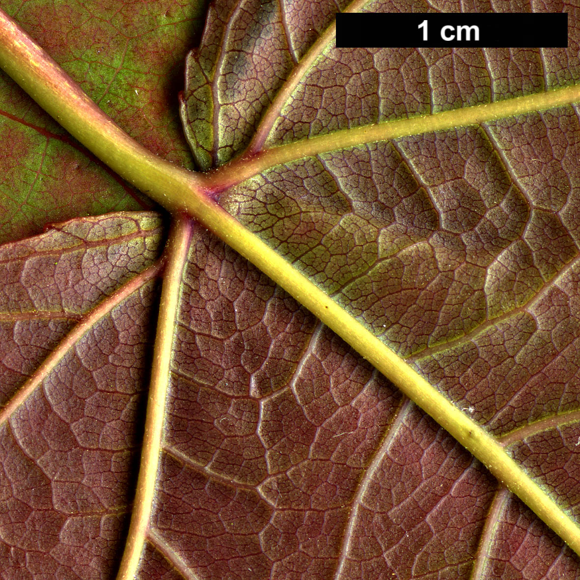 High resolution image: Family: Altingiaceae - Genus: Liquidambar - Taxon: acalycina