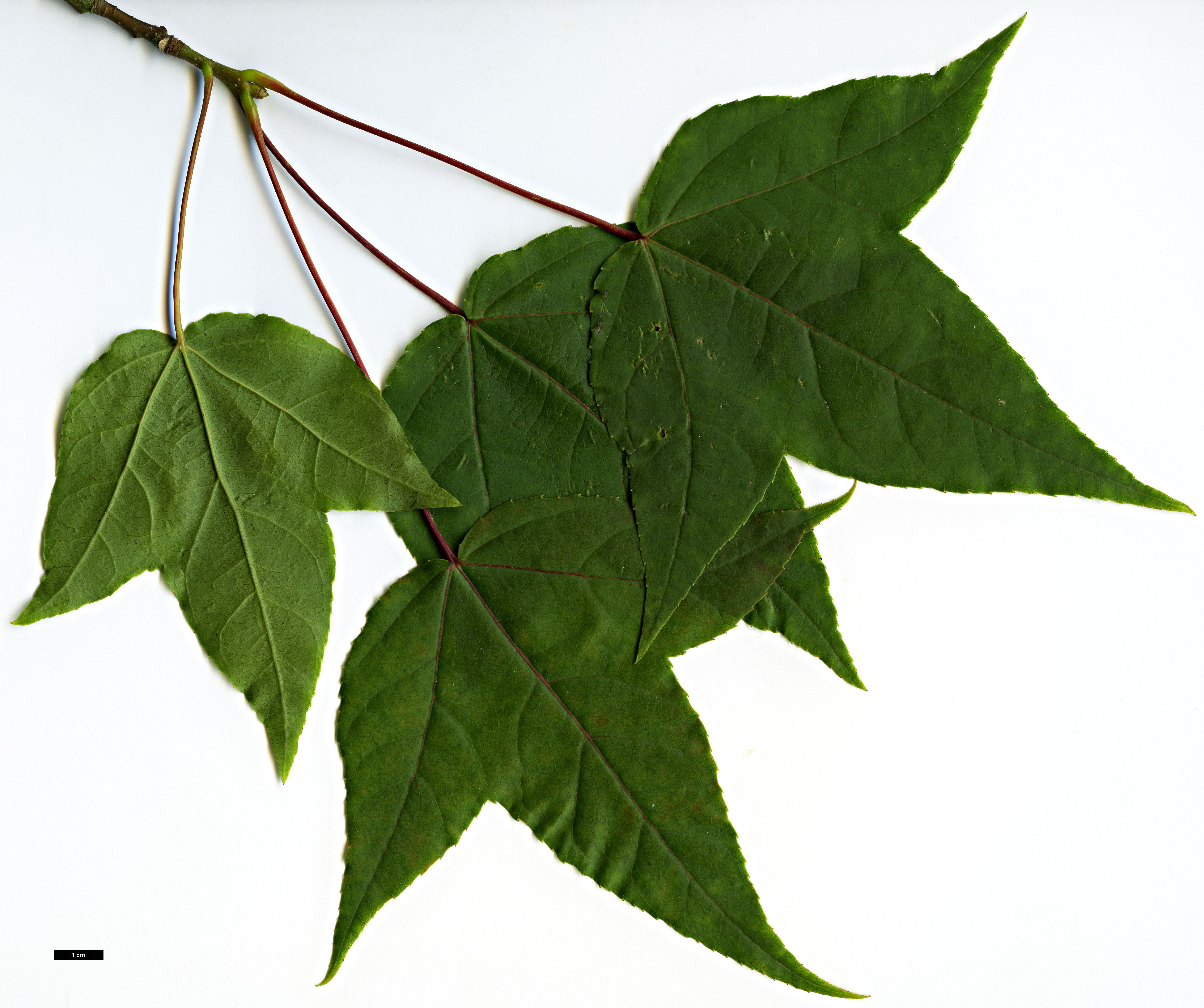 High resolution image: Family: Altingiaceae - Genus: Liquidambar - Taxon: acalycina