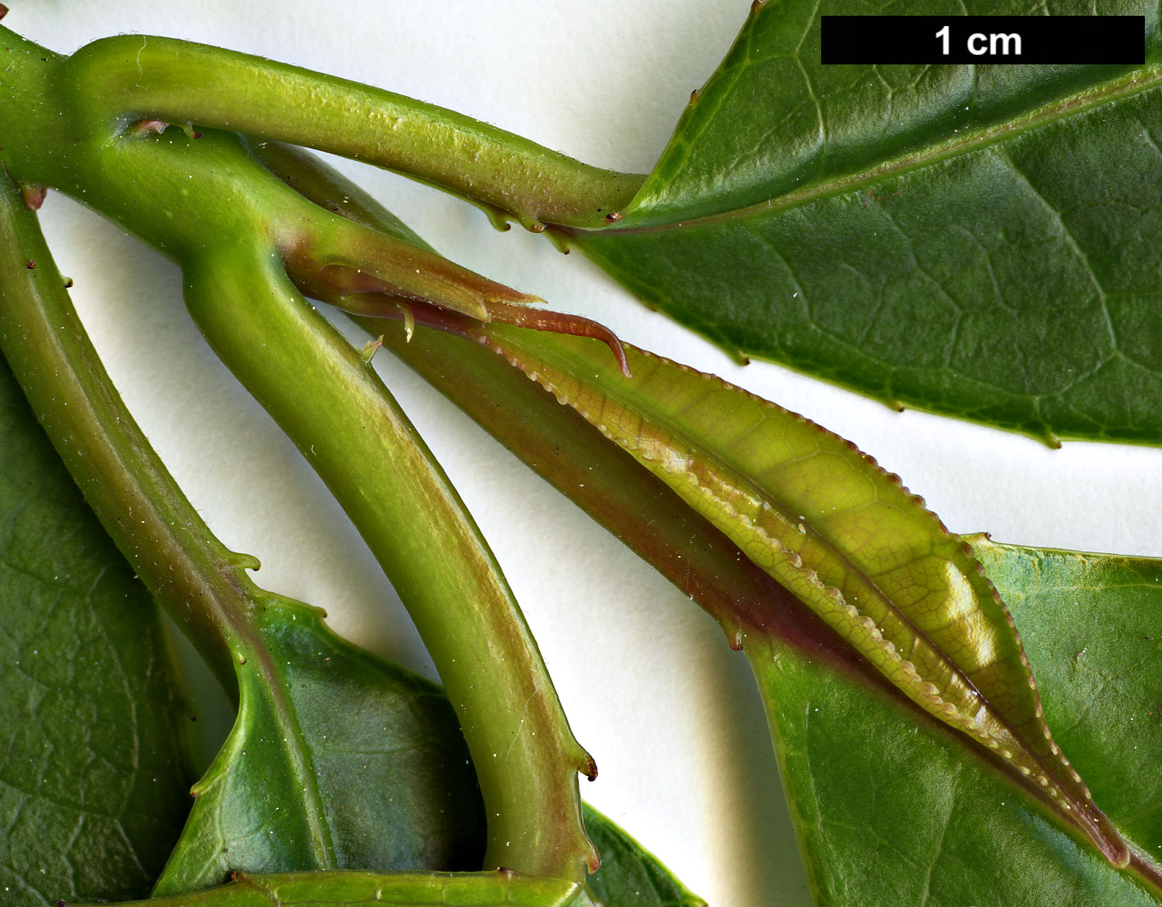 High resolution image: Family: Altingiaceae - Genus: Liquidambar - Taxon: chinensis