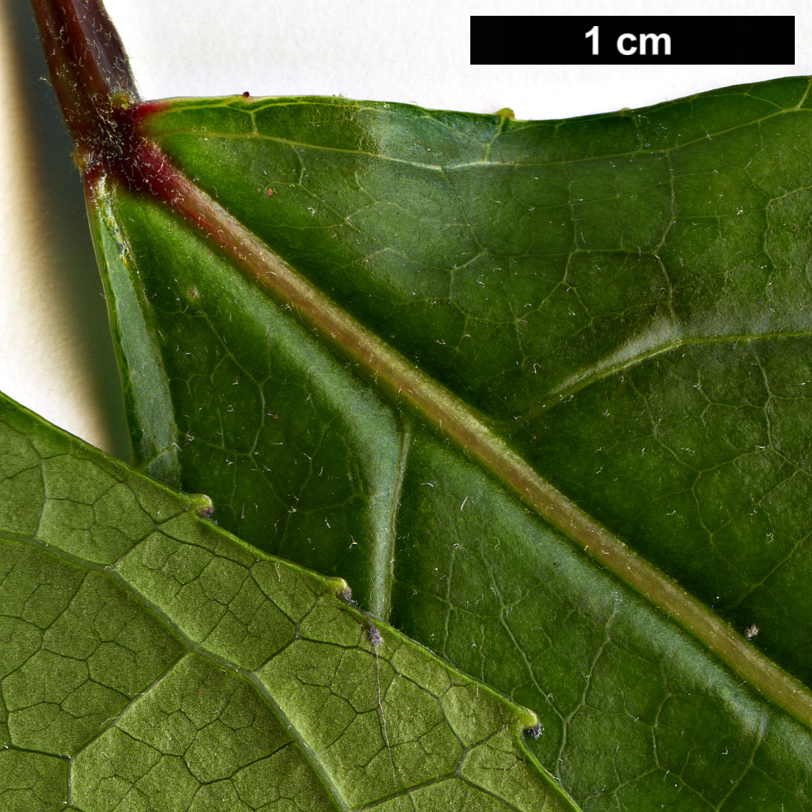 High resolution image: Family: Altingiaceae - Genus: Liquidambar - Taxon: excelsa