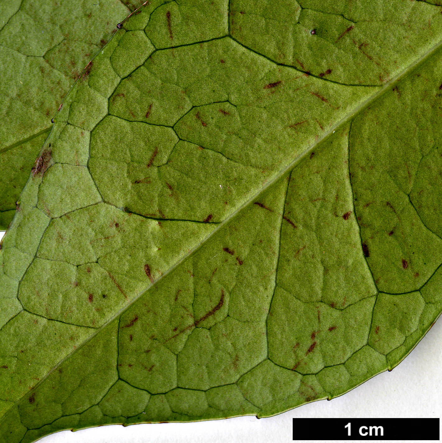 High resolution image: Family: Altingiaceae - Genus: Liquidambar - Taxon: gracilipes