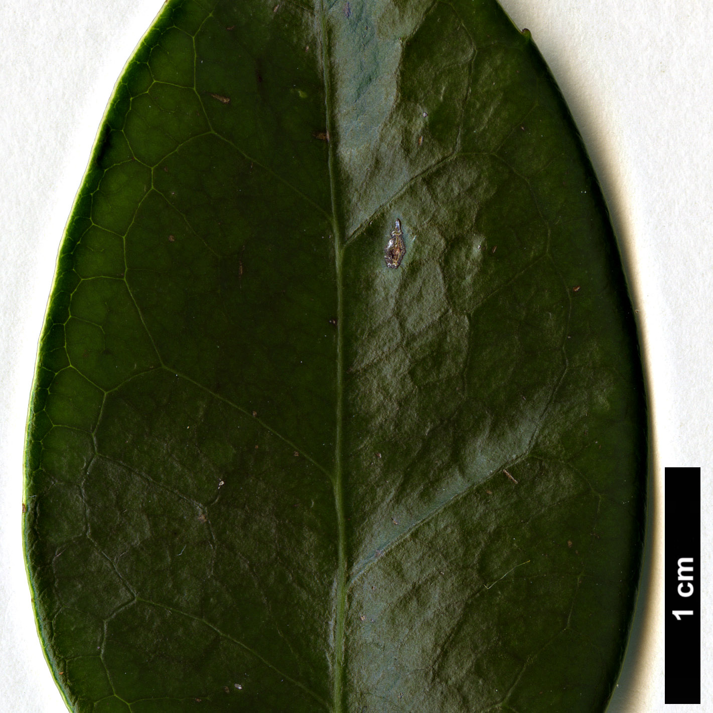 High resolution image: Family: Altingiaceae - Genus: Liquidambar - Taxon: gracilipes
