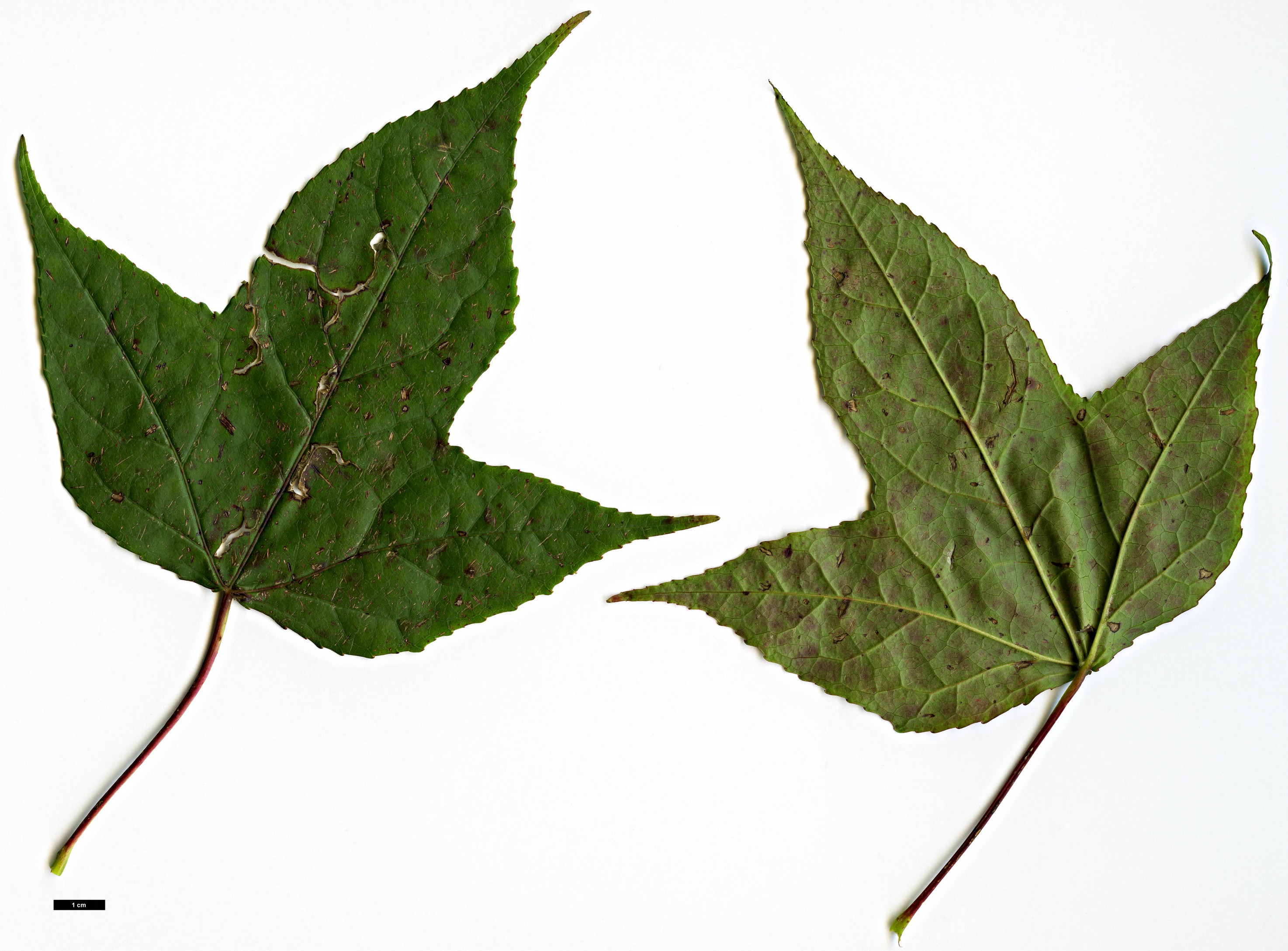 High resolution image: Family: Altingiaceae - Genus: Liquidambar - Taxon: macrophylla