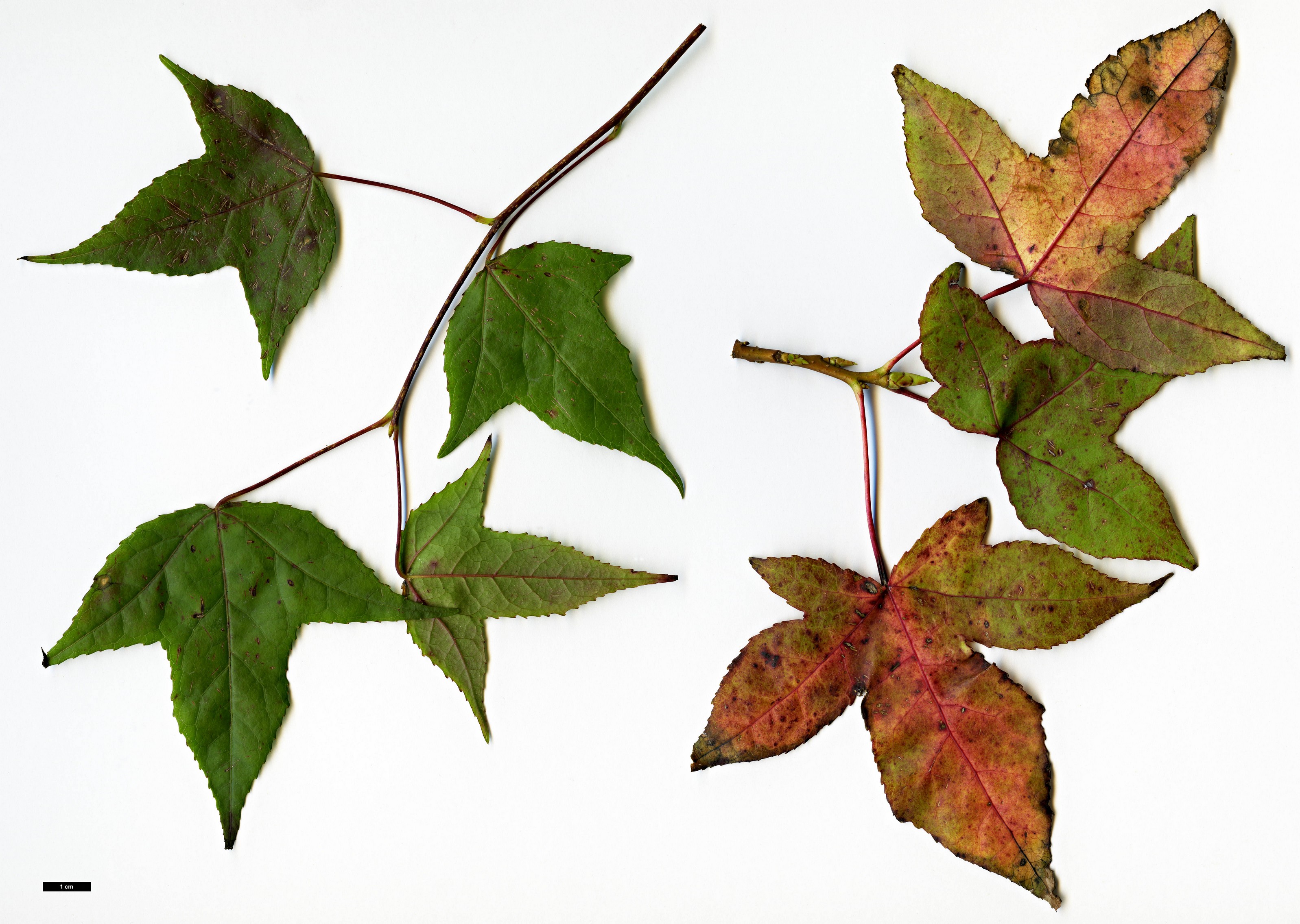 High resolution image: Family: Altingiaceae - Genus: Liquidambar - Taxon: macrophylla