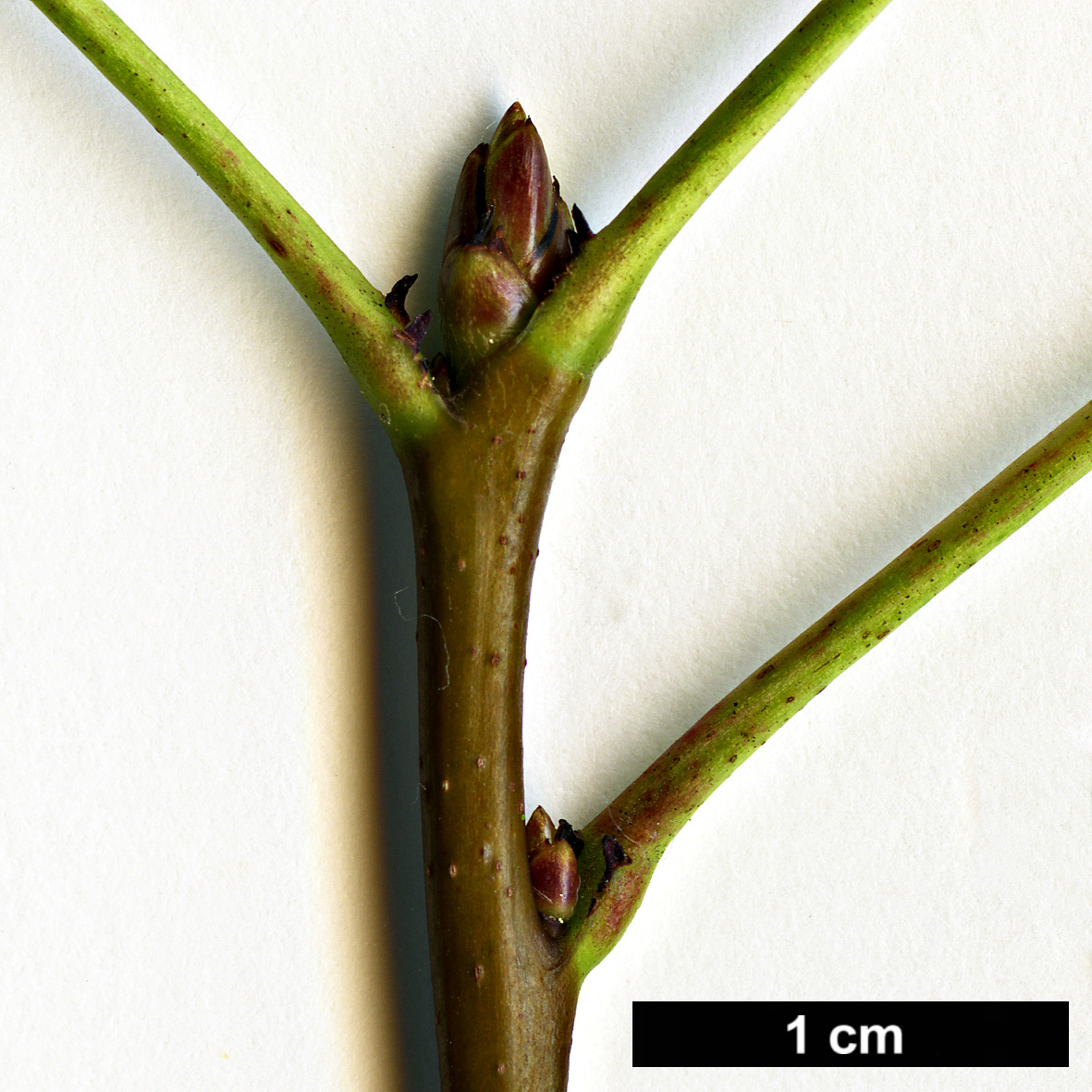 High resolution image: Family: Altingiaceae - Genus: Liquidambar - Taxon: orientalis