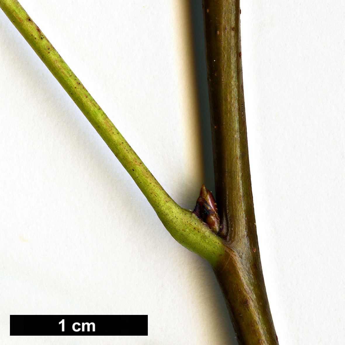High resolution image: Family: Altingiaceae - Genus: Liquidambar - Taxon: orientalis