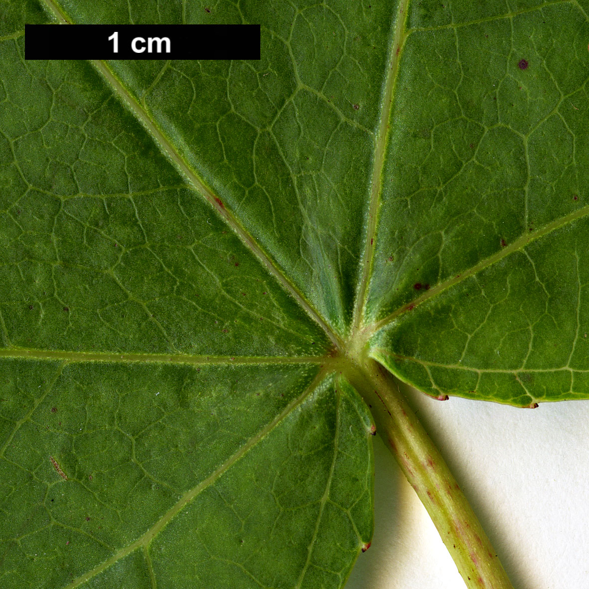 High resolution image: Family: Altingiaceae - Genus: Liquidambar - Taxon: styraciflua