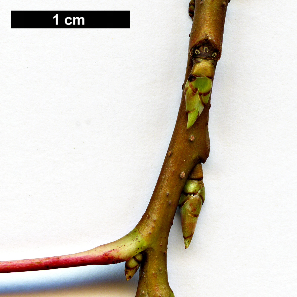 High resolution image: Family: Altingiaceae - Genus: Liquidambar - Taxon: styraciflua