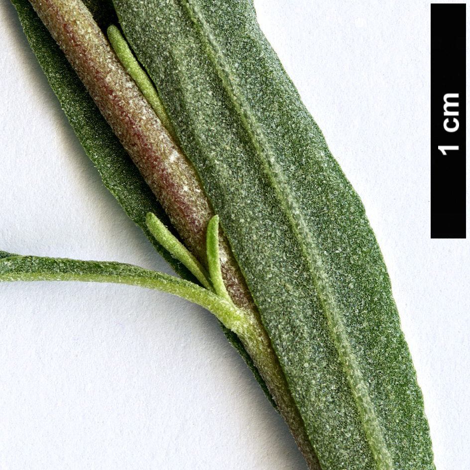High resolution image: Family: Amaranthaceae - Genus: Atriplex - Taxon: canescens