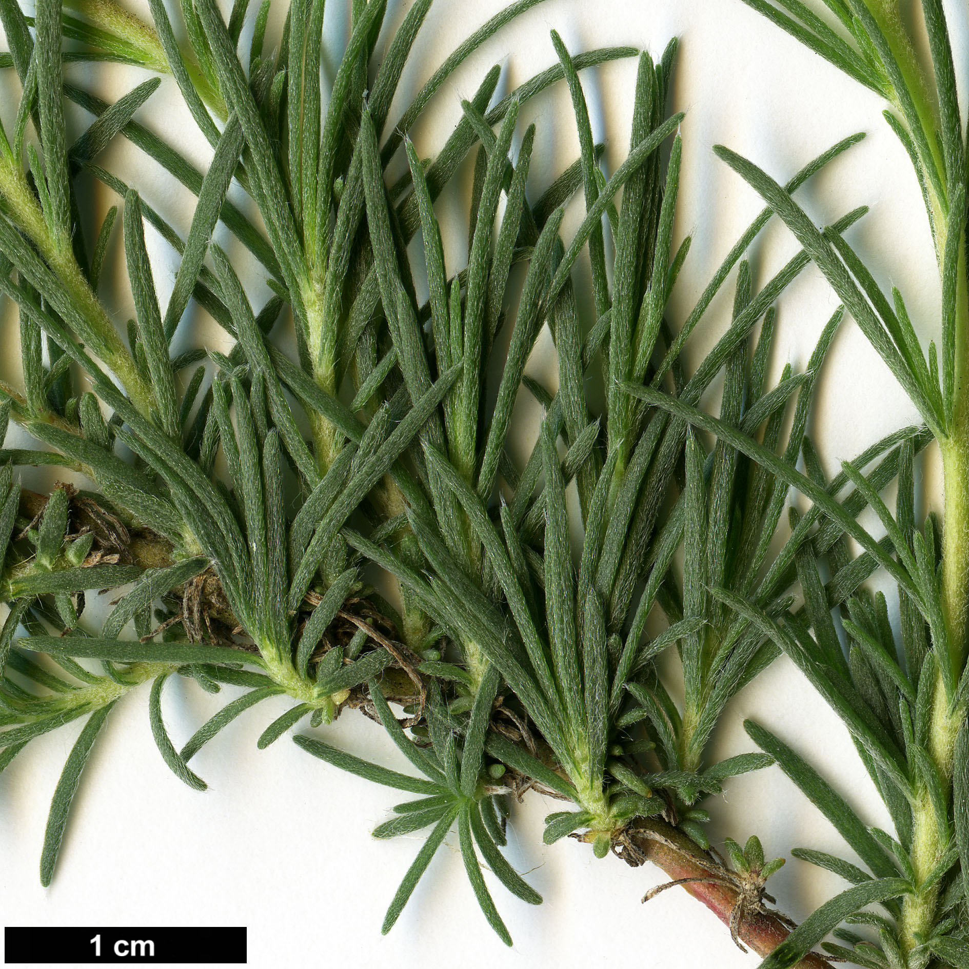 High resolution image: Family: Amaranthaceae - Genus: Bassia - Taxon: prostrata