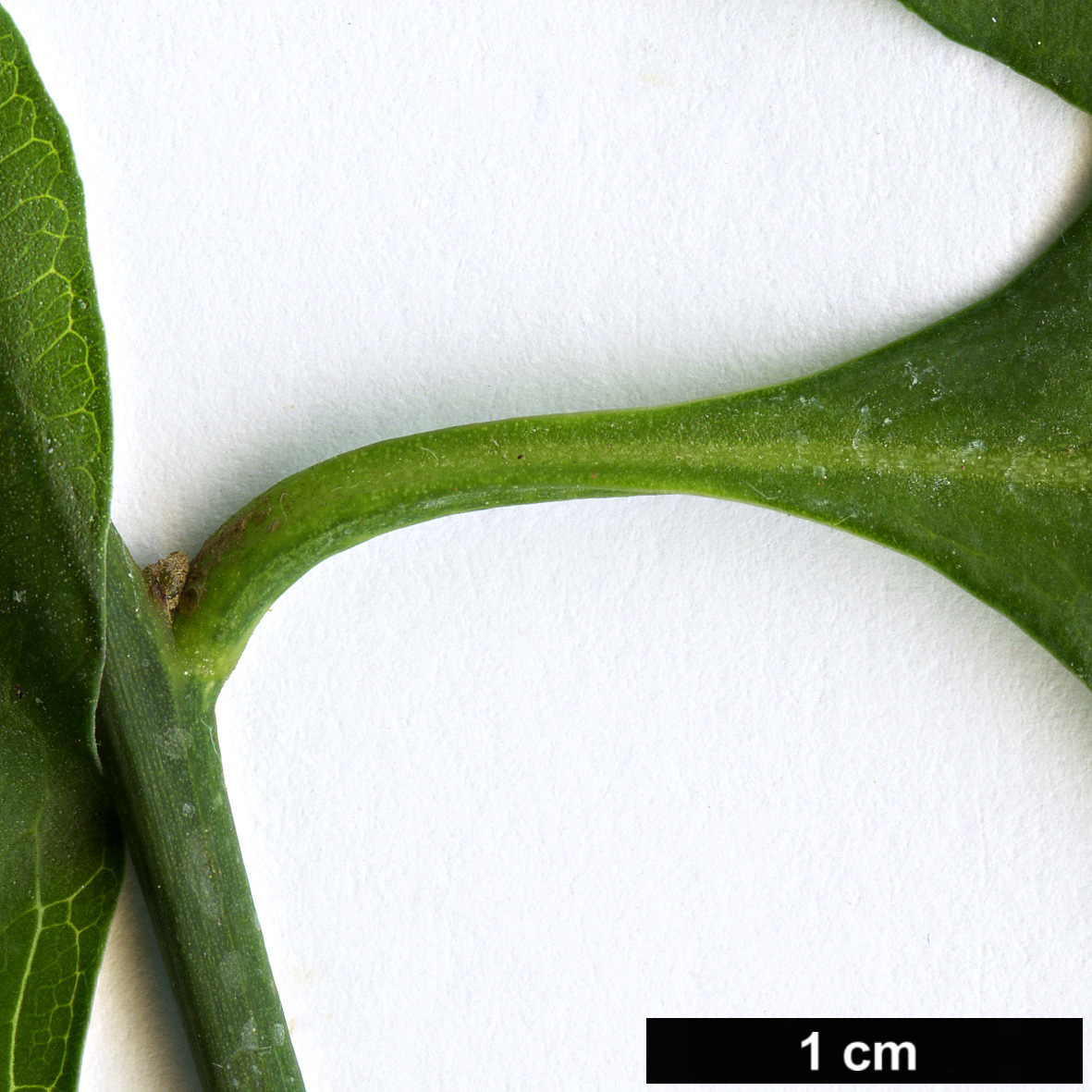 High resolution image: Family: Amaranthaceae - Genus: Bosea - Taxon: yervamora