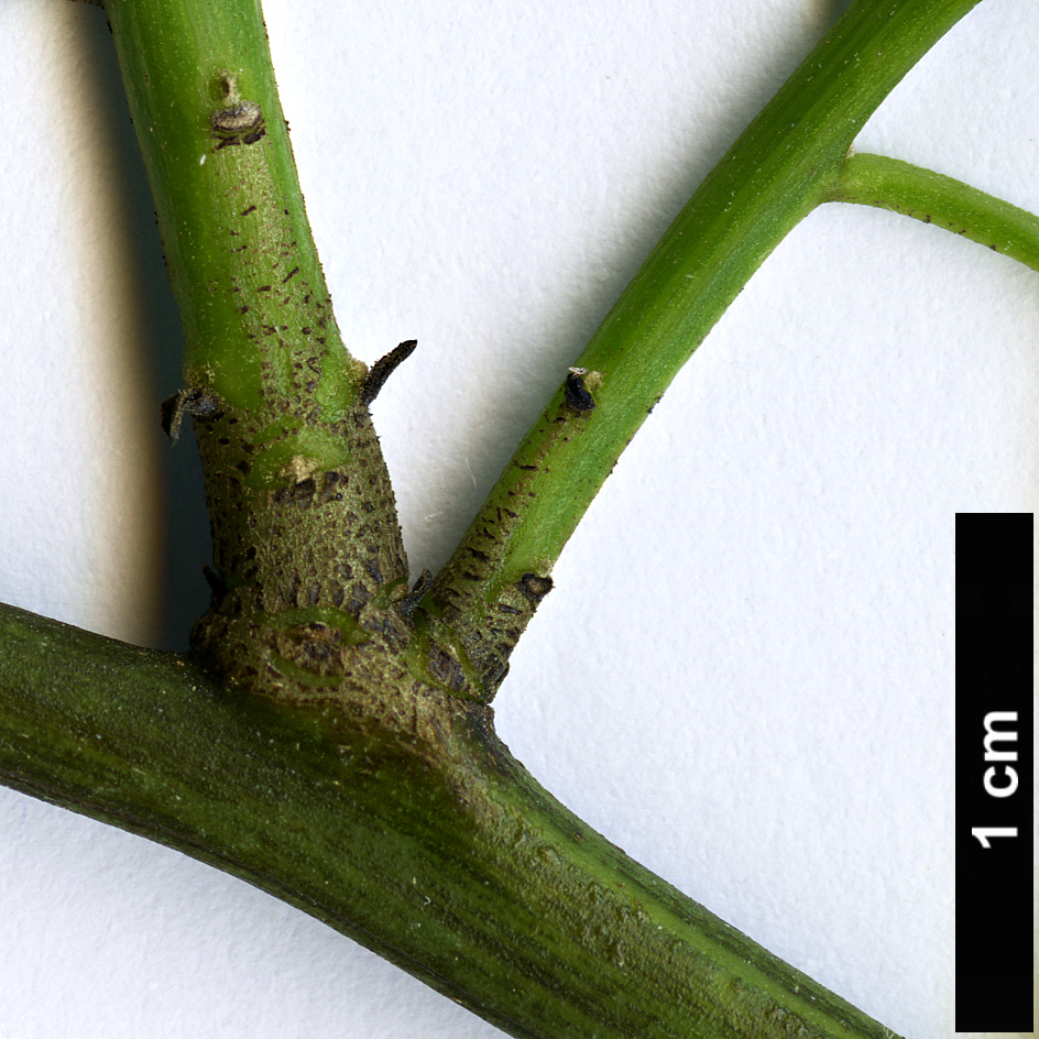 High resolution image: Family: Amaranthaceae - Genus: Bosea - Taxon: yervamora