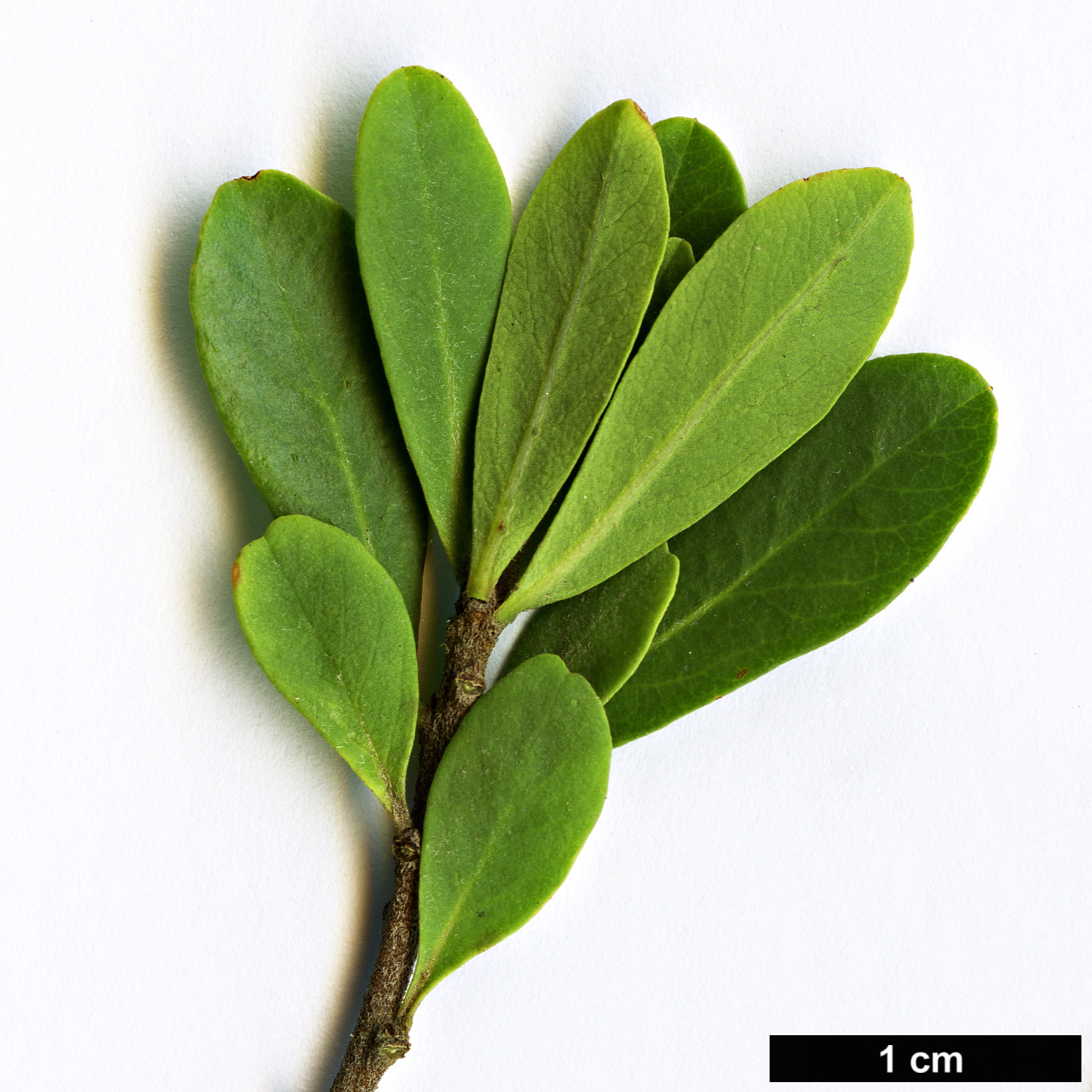 High resolution image: Family: Amaranthaceae - Genus: Chenopodium - Taxon: candolleanum