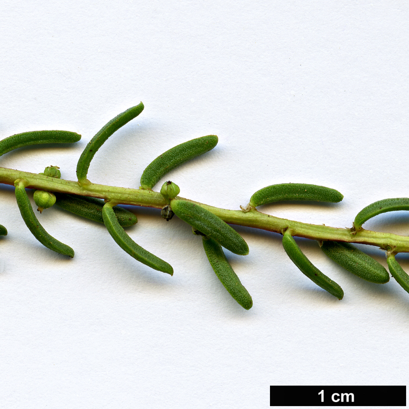 High resolution image: Family: Amaranthaceae - Genus: Suaeda - Taxon: vera