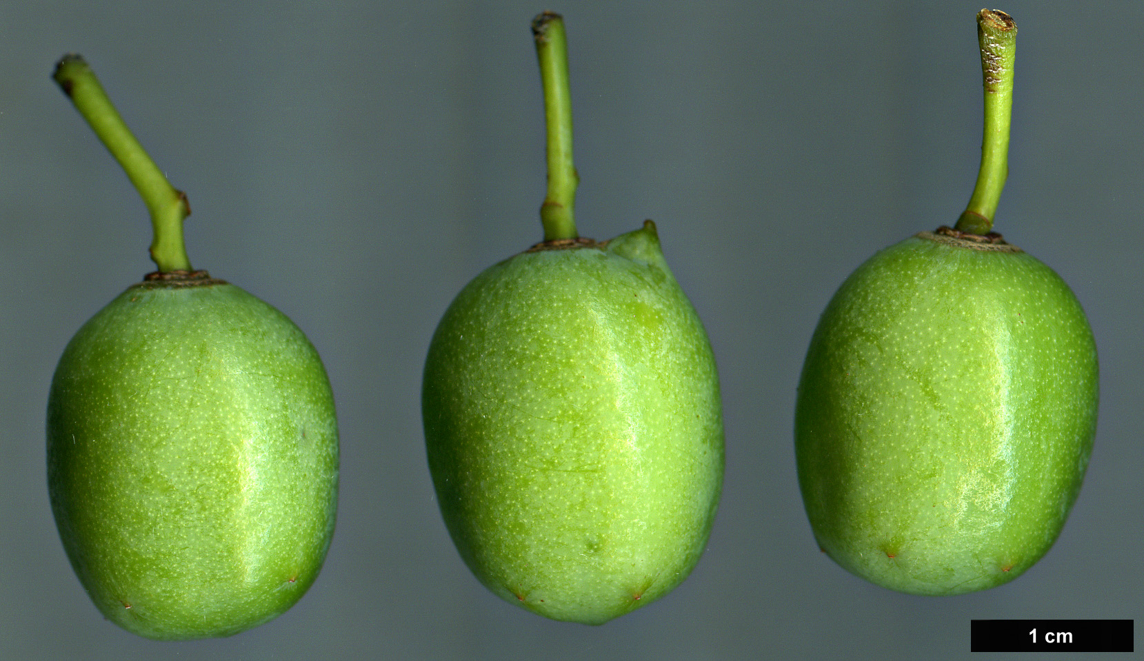 High resolution image: Family: Anacardiaceae - Genus: Choerospondias - Taxon: axillaris