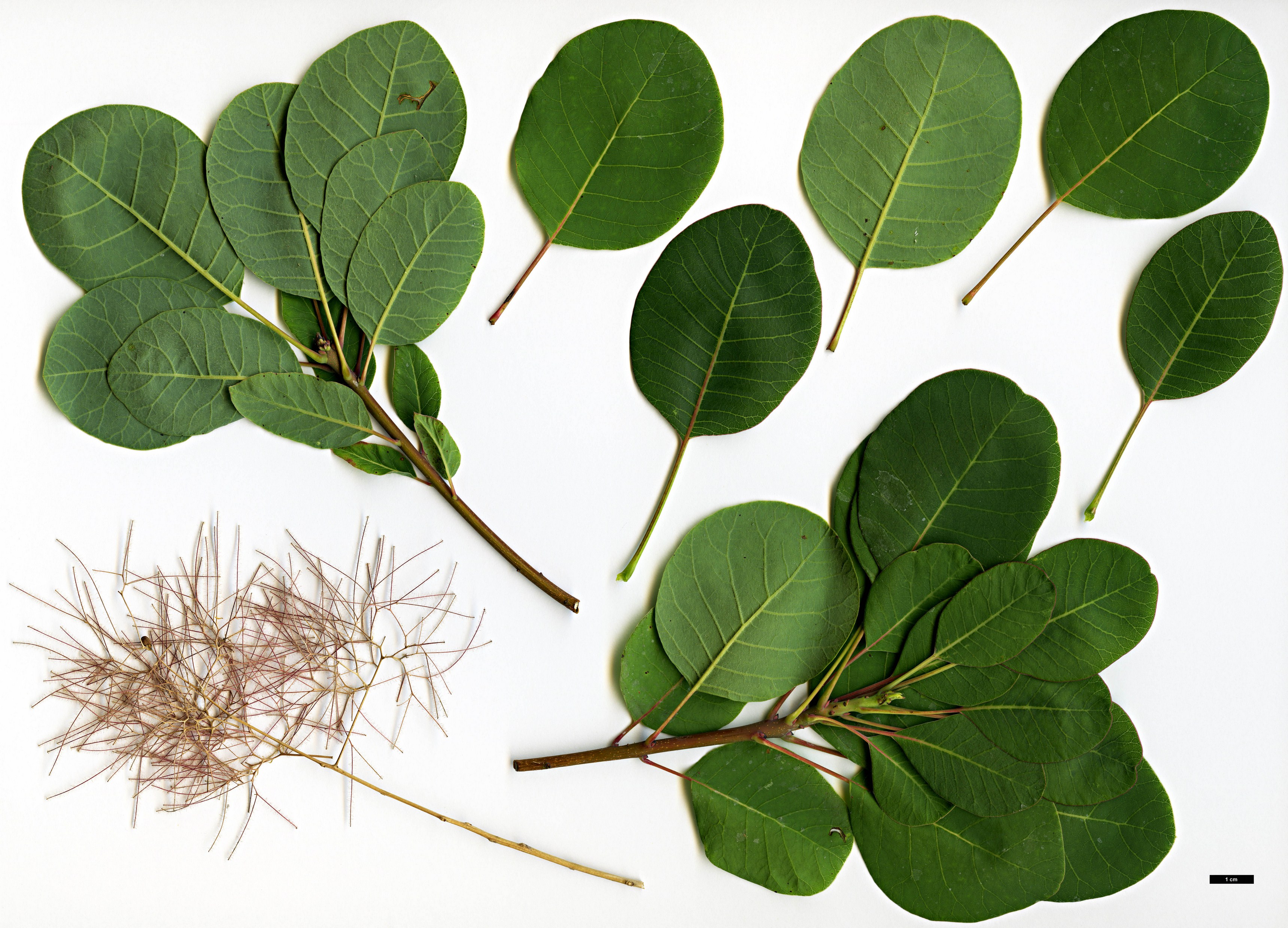 High resolution image: Family: Anacardiaceae - Genus: Cotinus - Taxon: coggygria