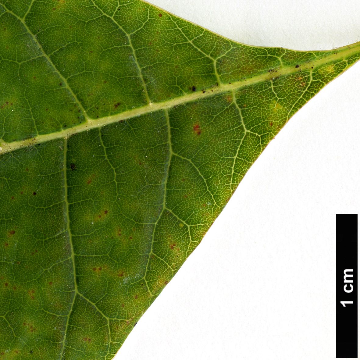 High resolution image: Family: Anacardiaceae - Genus: Cotinus - Taxon: obovatus