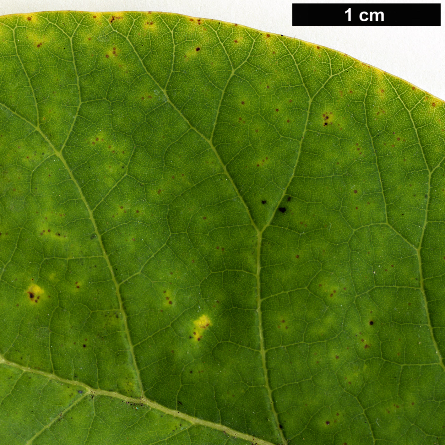 High resolution image: Family: Anacardiaceae - Genus: Cotinus - Taxon: obovatus