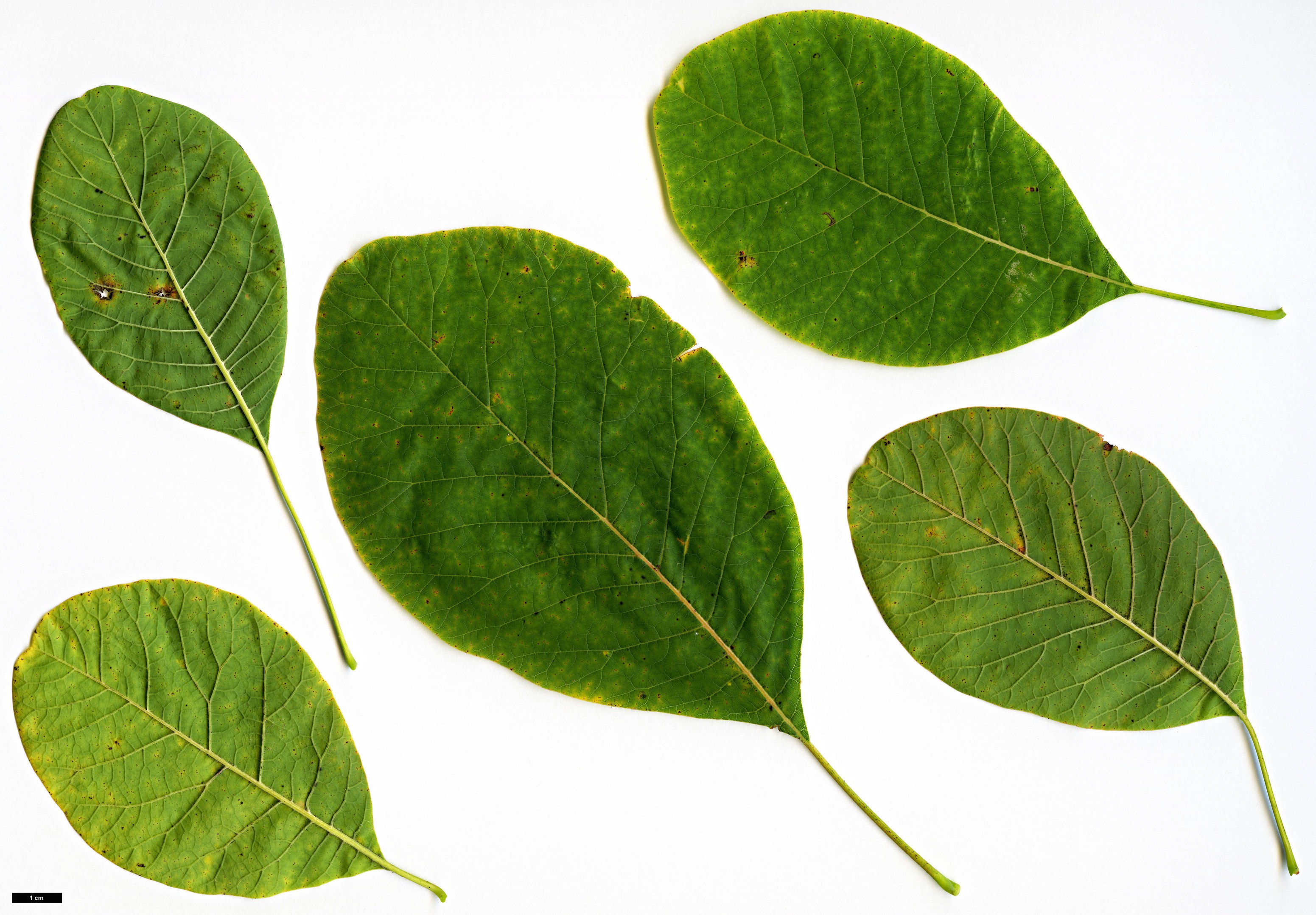 High resolution image: Family: Anacardiaceae - Genus: Cotinus - Taxon: obovatus