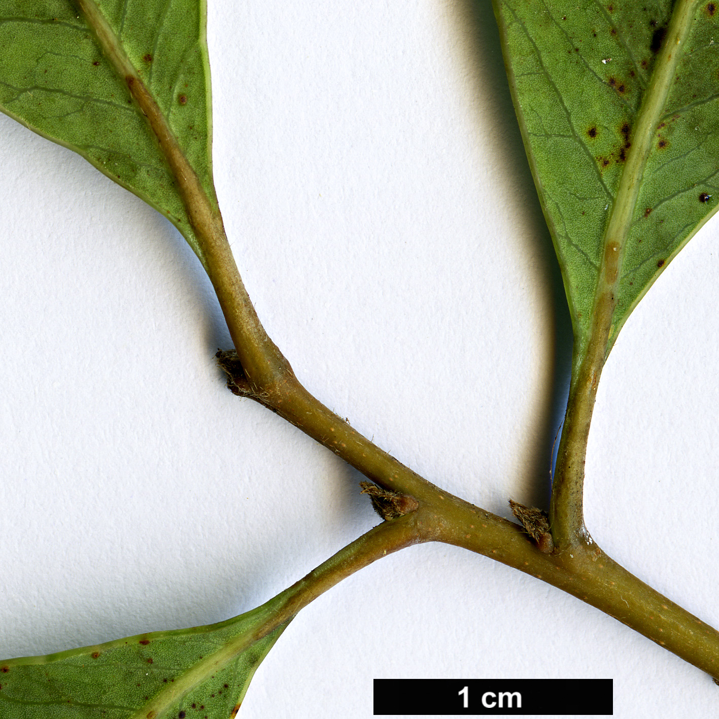 High resolution image: Family: Anacardiaceae - Genus: Lithraea - Taxon: caustica