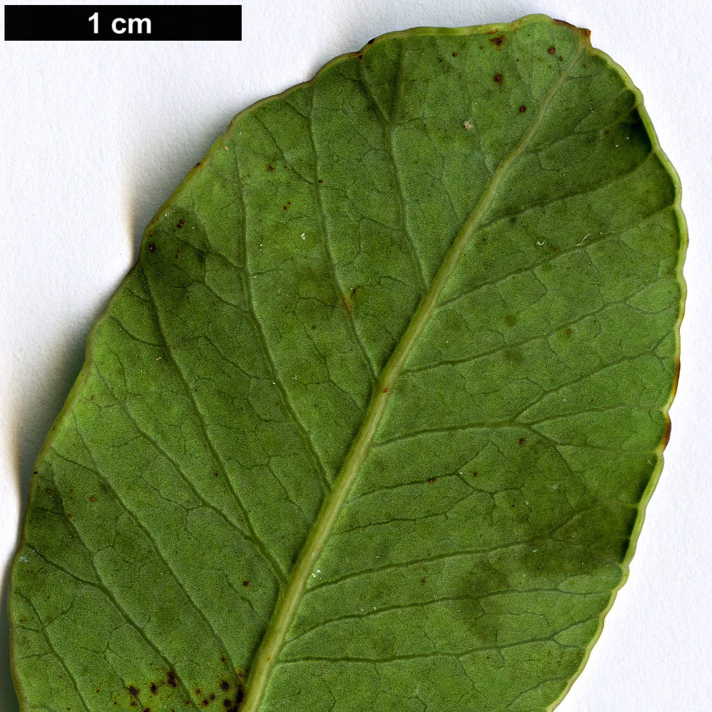 High resolution image: Family: Anacardiaceae - Genus: Lithraea - Taxon: caustica