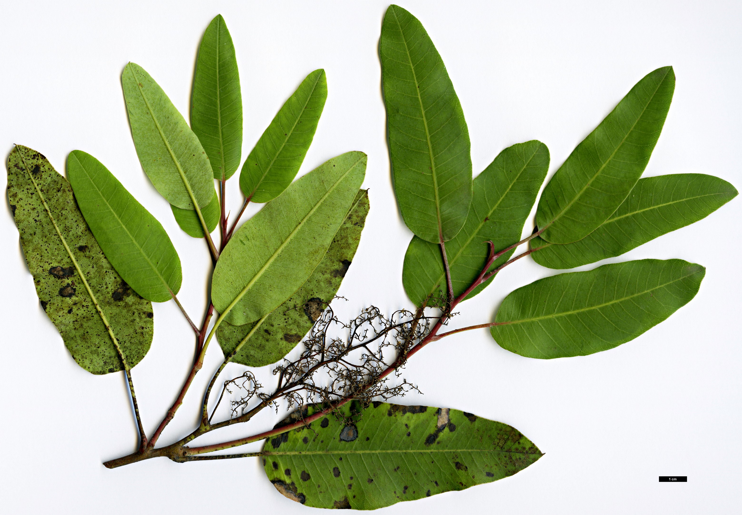 High resolution image: Family: Anacardiaceae - Genus: Malosma - Taxon: laurina