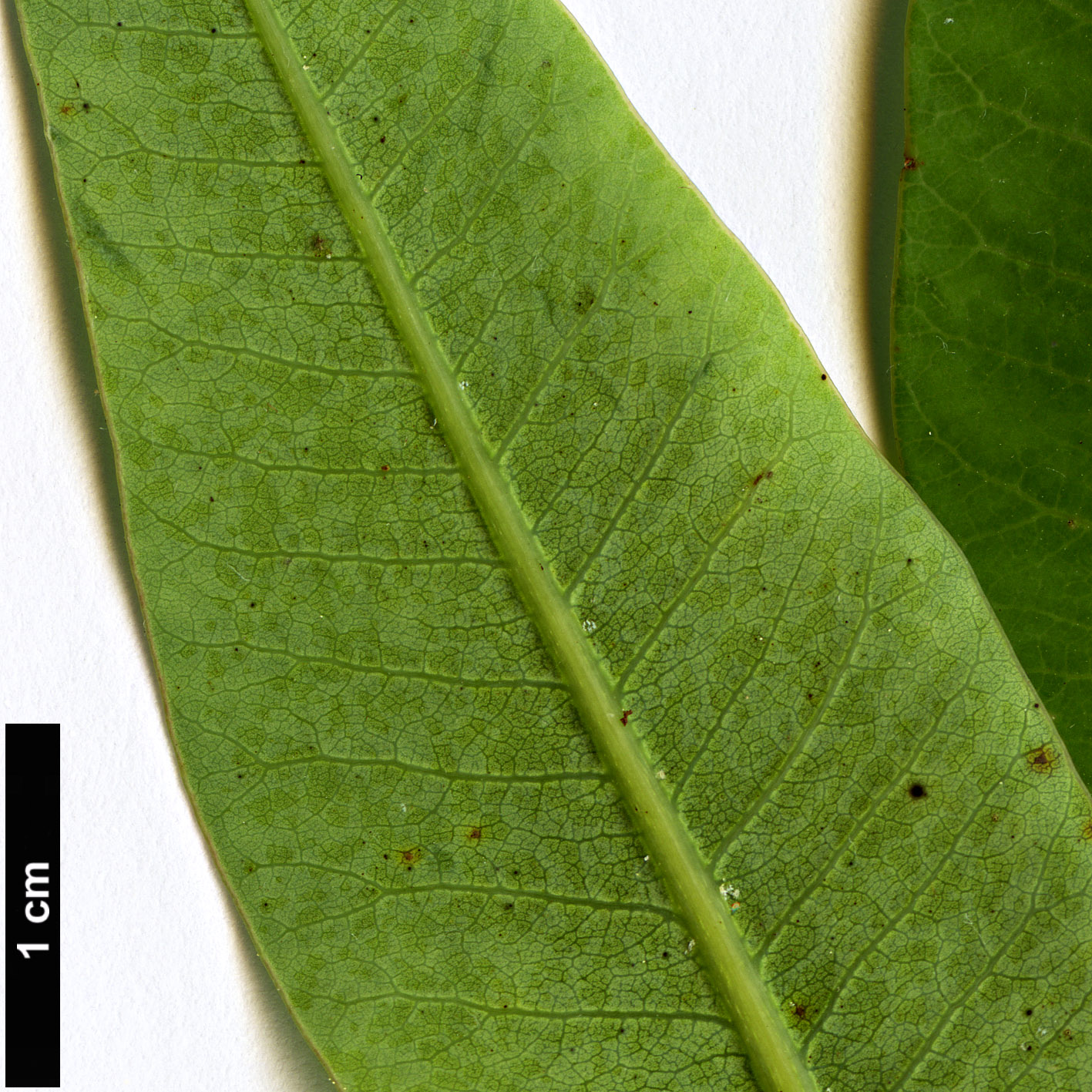 High resolution image: Family: Anacardiaceae - Genus: Malosma - Taxon: laurina