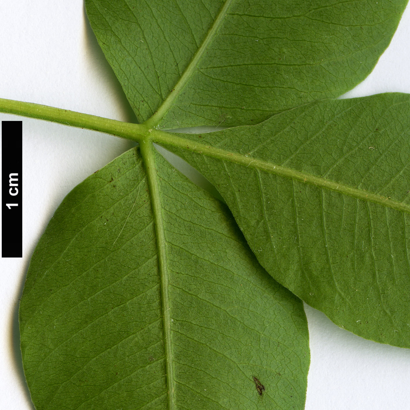 High resolution image: Family: Anacardiaceae - Genus: Pistacia - Taxon: atlantica