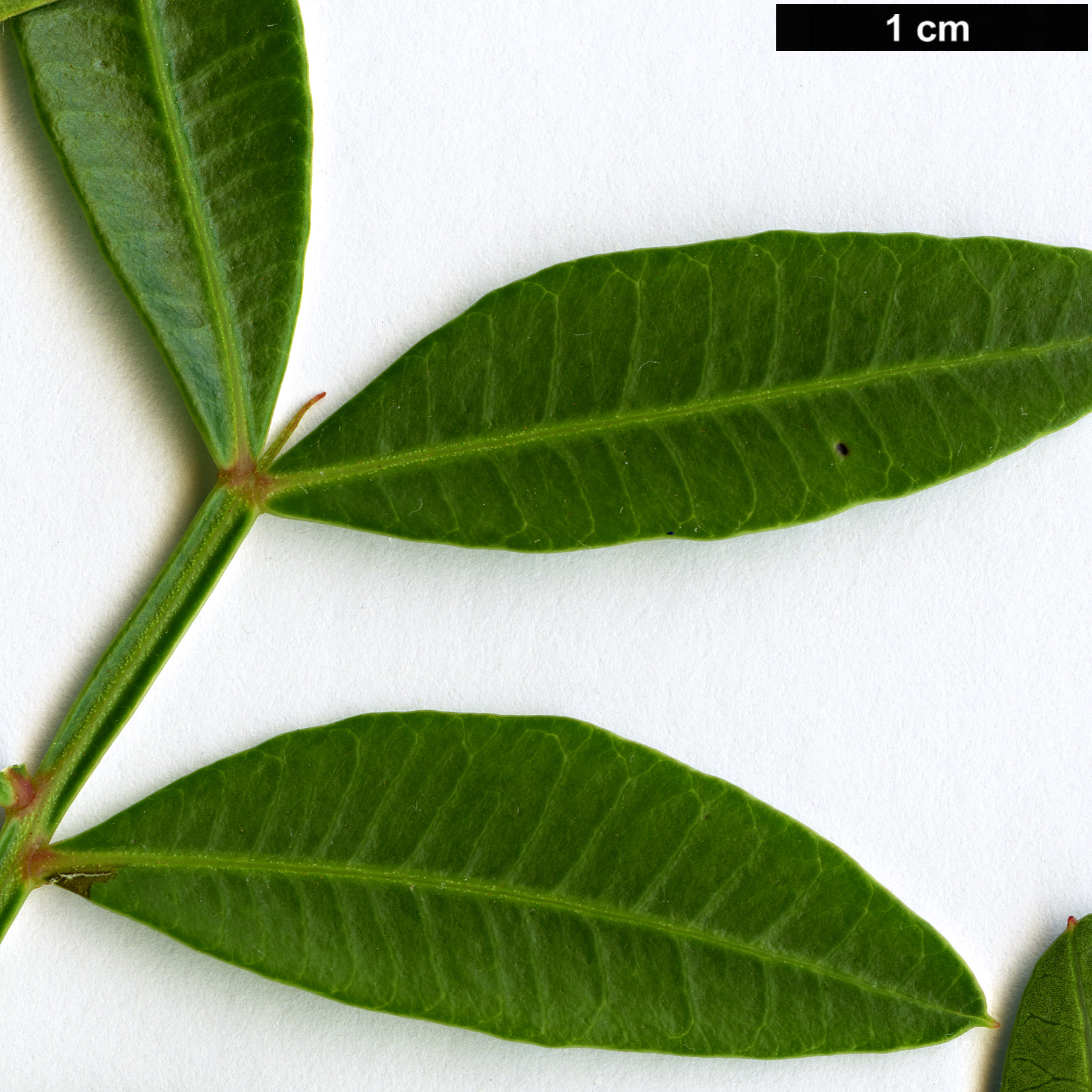 High resolution image: Family: Anacardiaceae - Genus: Pistacia - Taxon: lentiscus