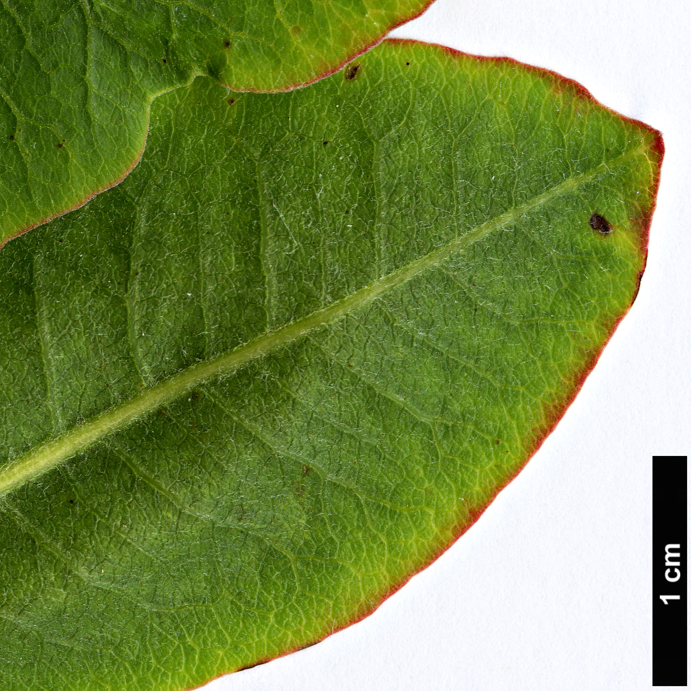 High resolution image: Family: Anacardiaceae - Genus: Pistacia - Taxon: vera