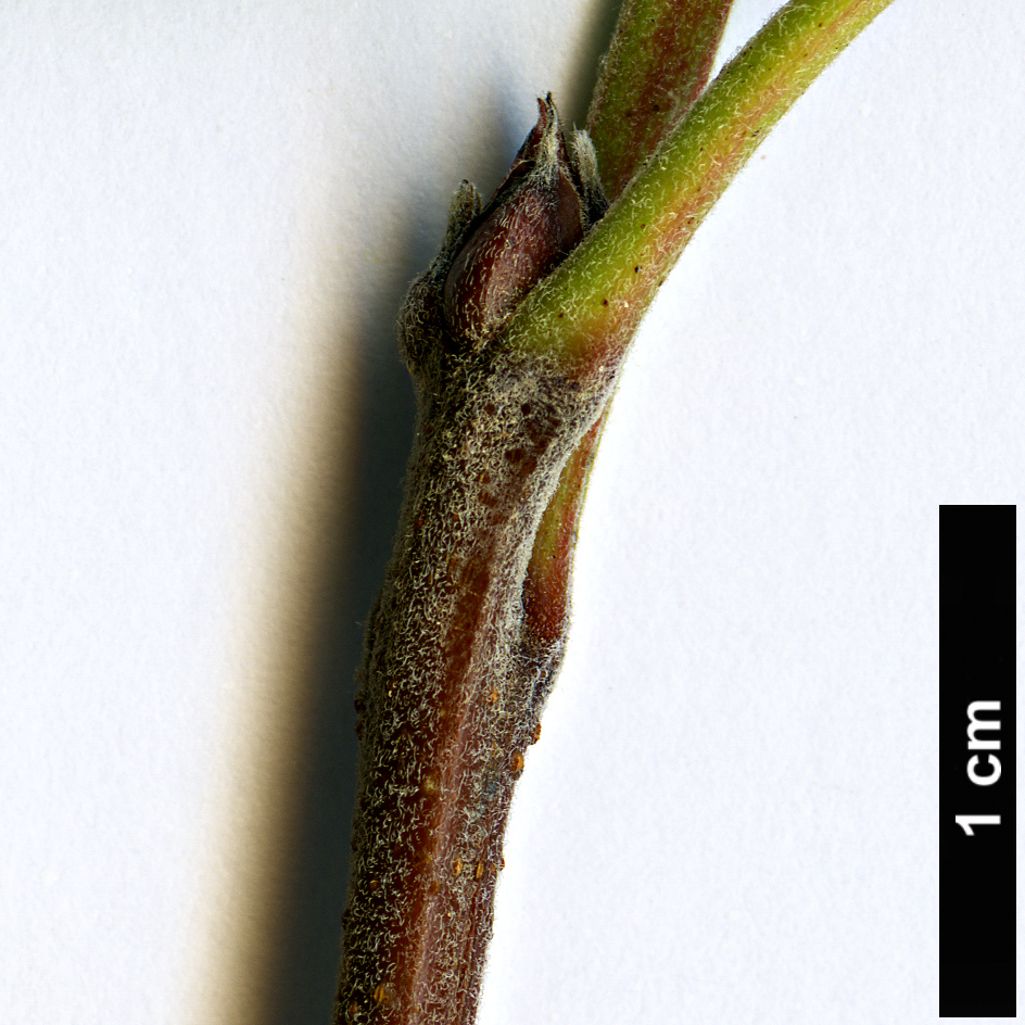 High resolution image: Family: Anacardiaceae - Genus: Pistacia - Taxon: vera