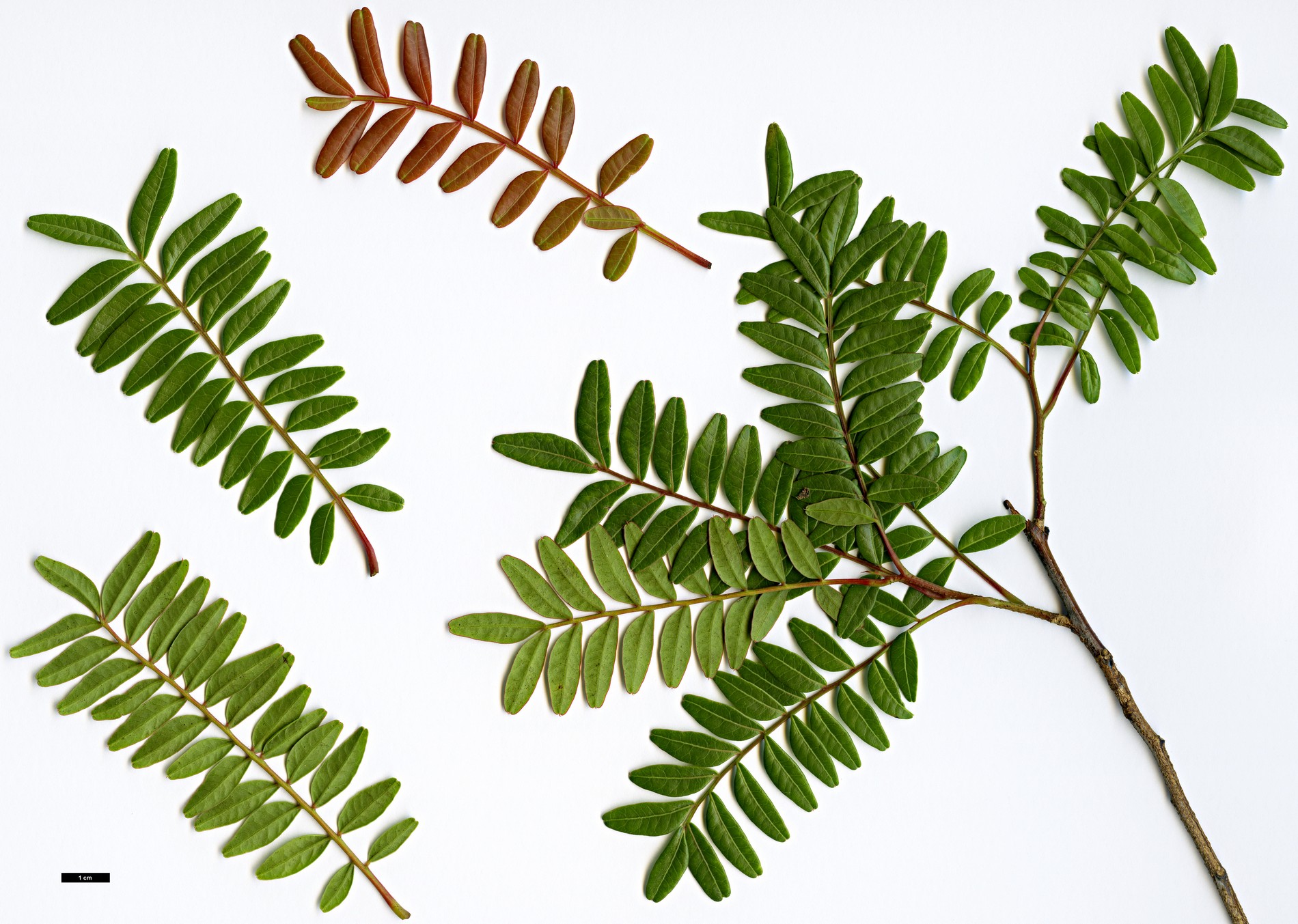 High resolution image: Family: Anacardiaceae - Genus: Pistacia - Taxon: weinmannifolia