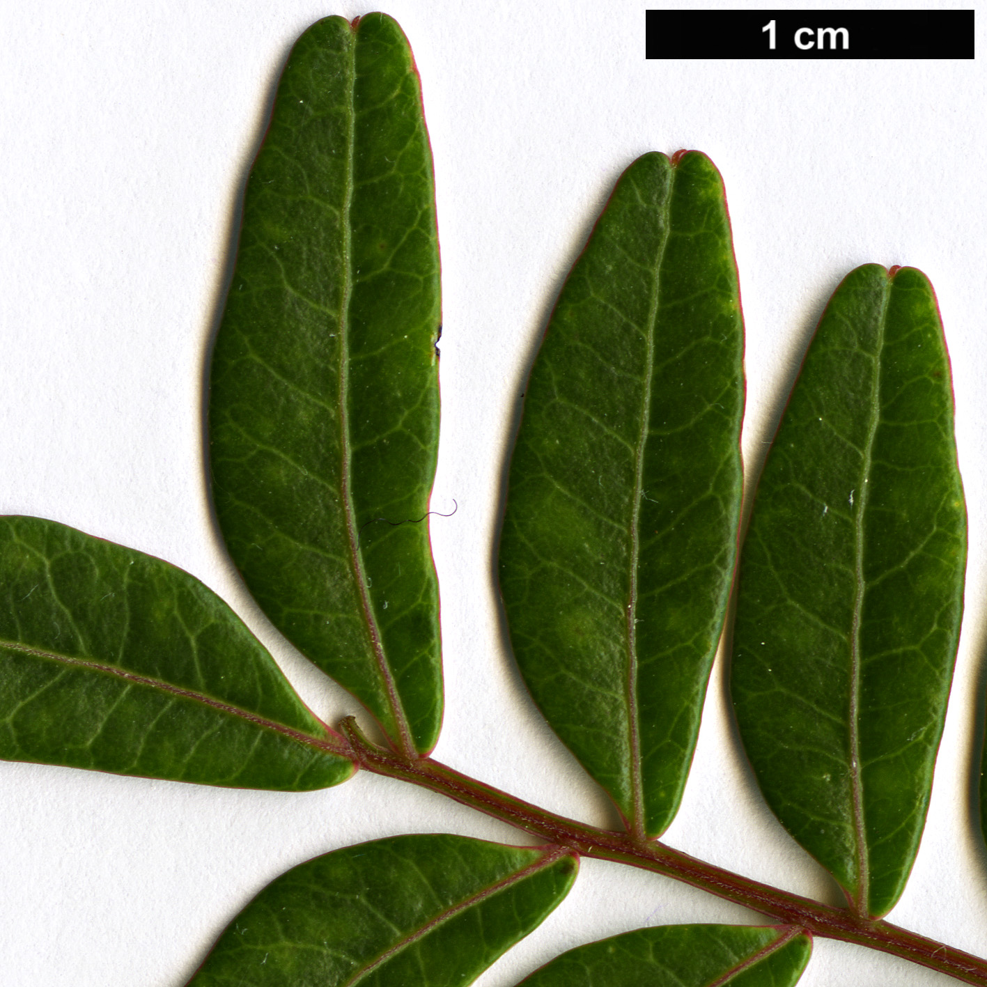 High resolution image: Family: Anacardiaceae - Genus: Pistacia - Taxon: weinmannifolia