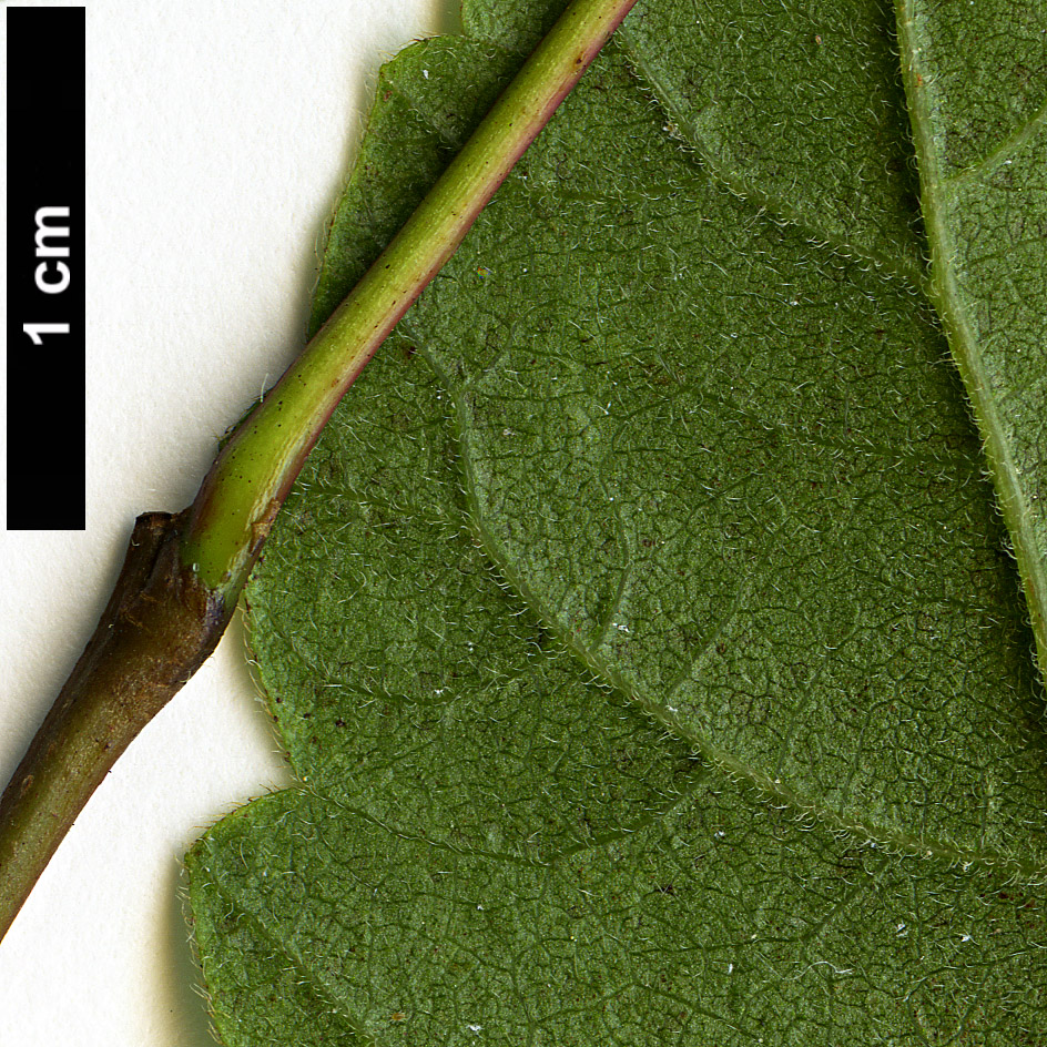 High resolution image: Family: Anacardiaceae - Genus: Rhus - Taxon: aromatica