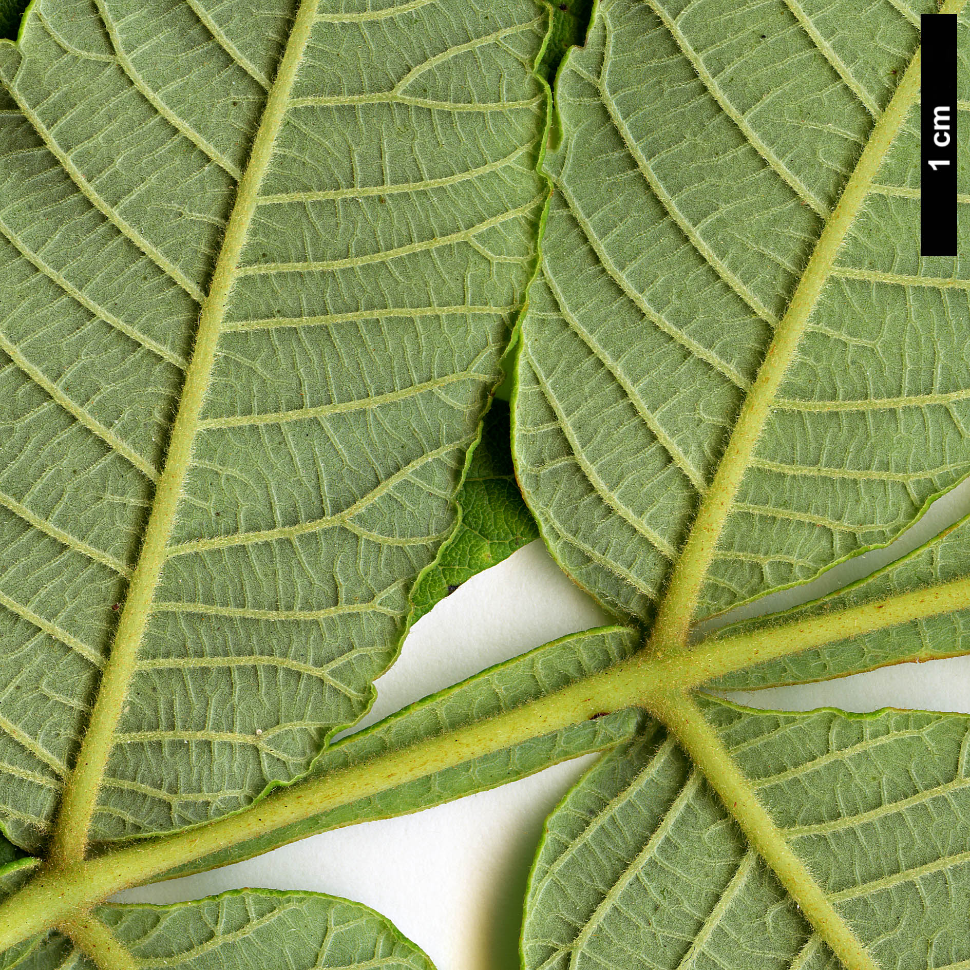 High resolution image: Family: Anacardiaceae - Genus: Rhus - Taxon: chinensis