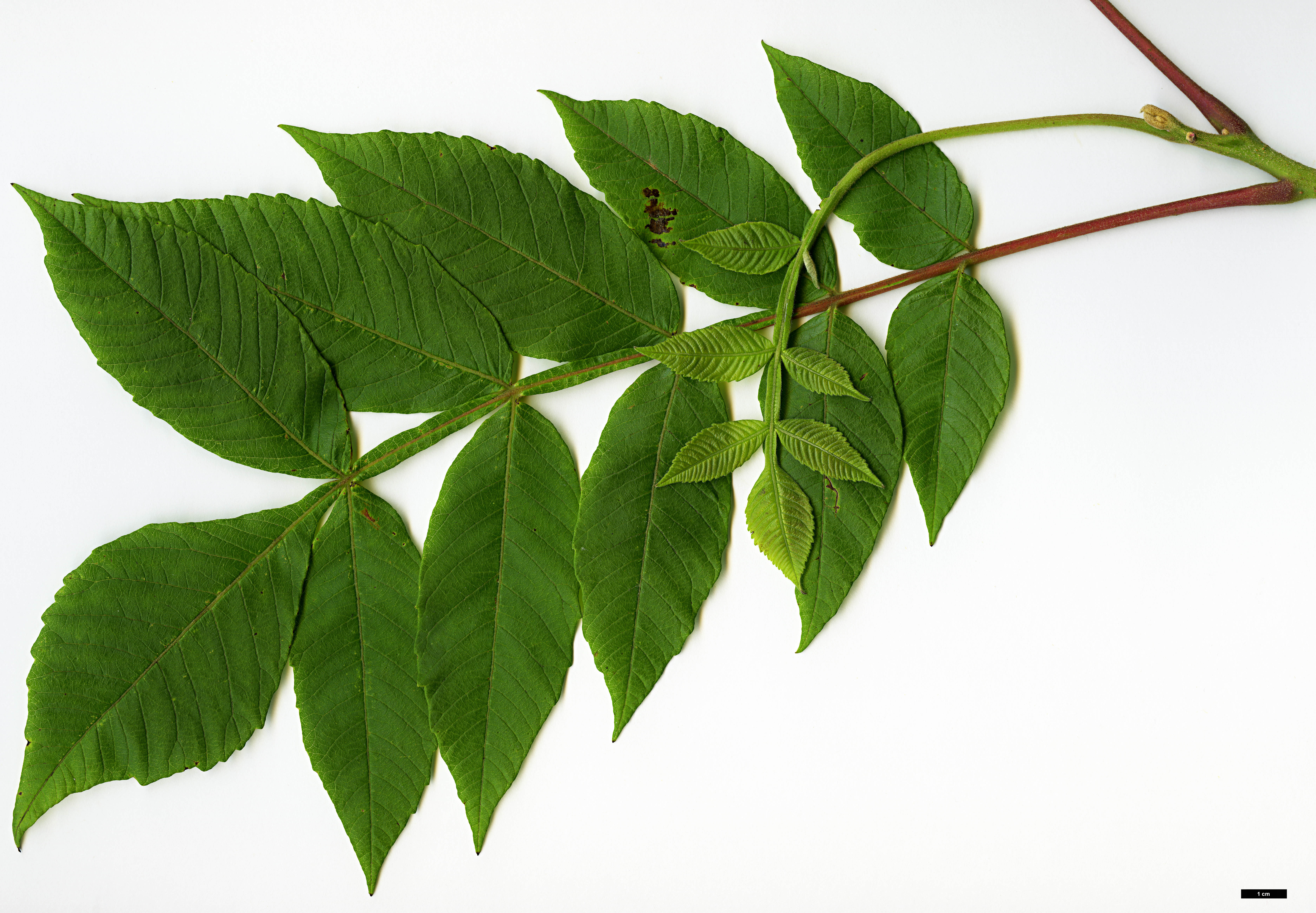 High resolution image: Family: Anacardiaceae - Genus: Rhus - Taxon: chinensis