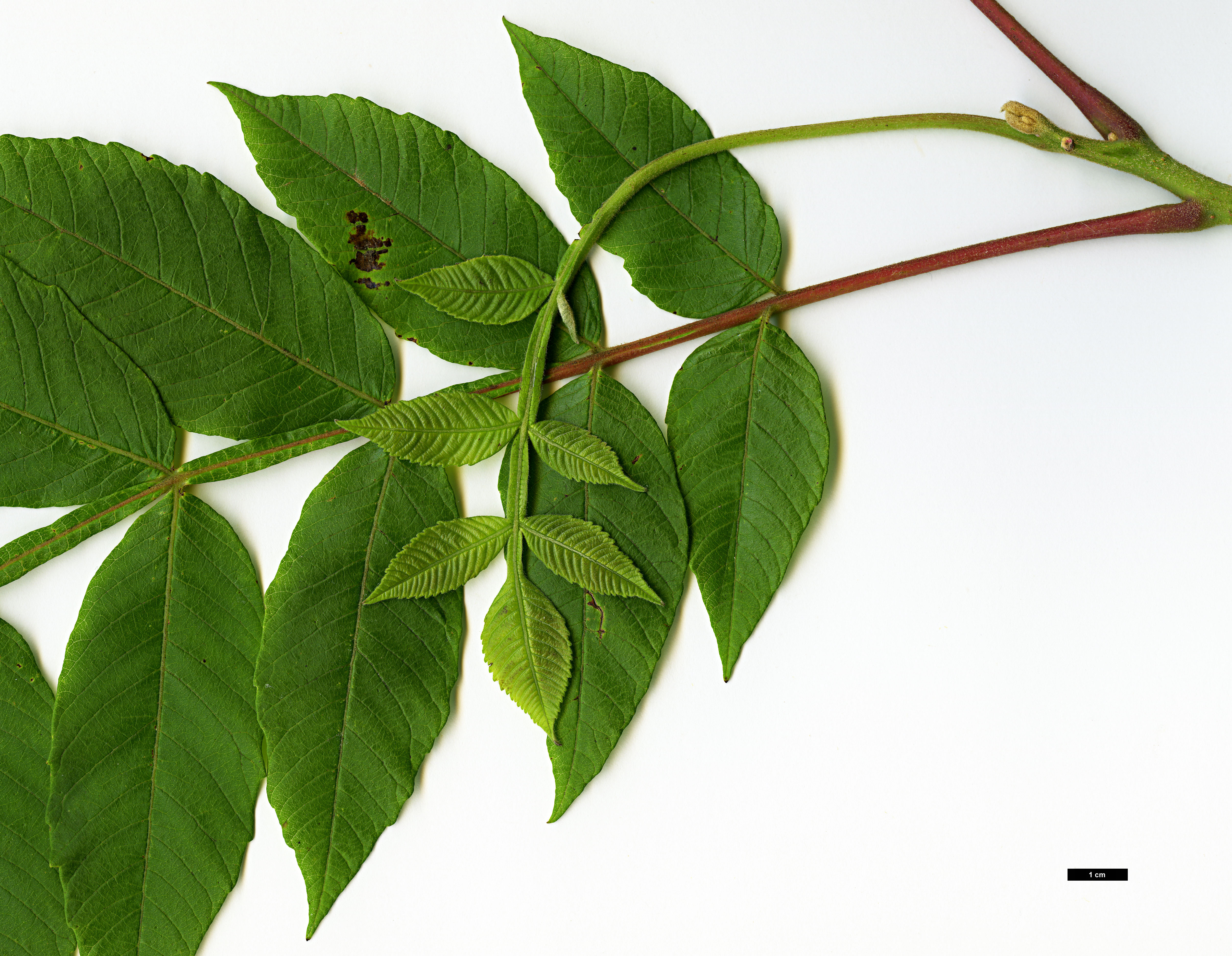 High resolution image: Family: Anacardiaceae - Genus: Rhus - Taxon: chinensis