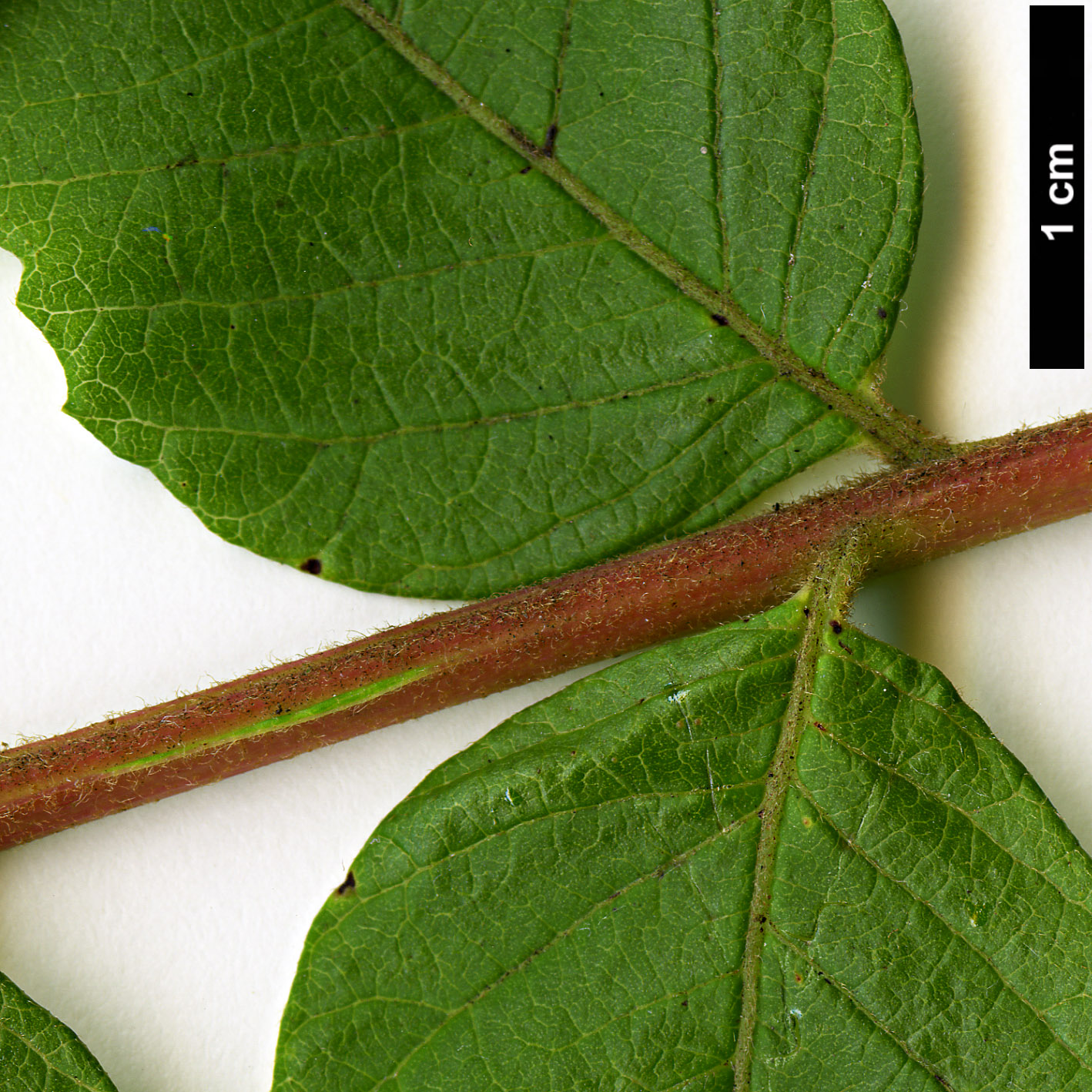 High resolution image: Family: Anacardiaceae - Genus: Rhus - Taxon: chinensis