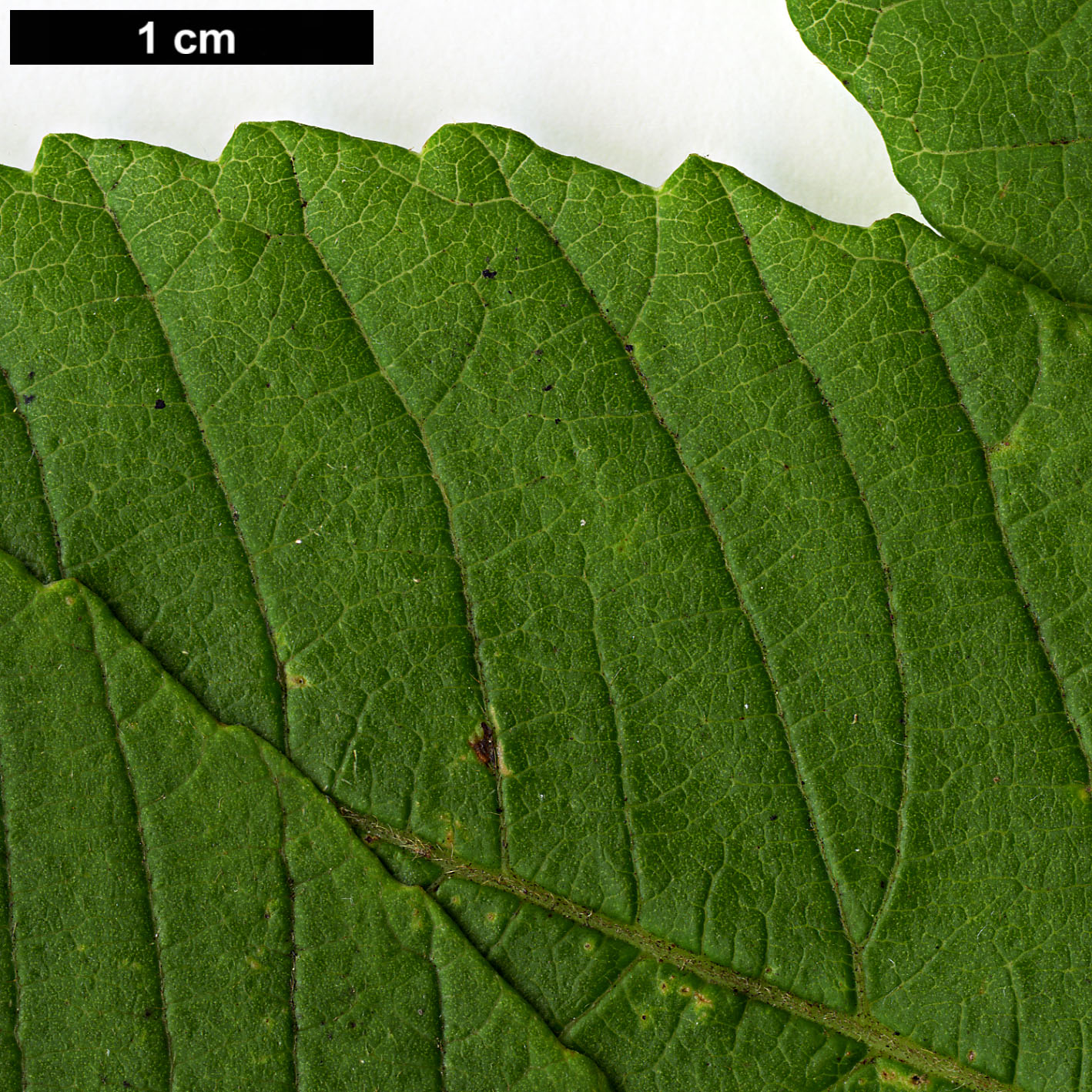 High resolution image: Family: Anacardiaceae - Genus: Rhus - Taxon: chinensis