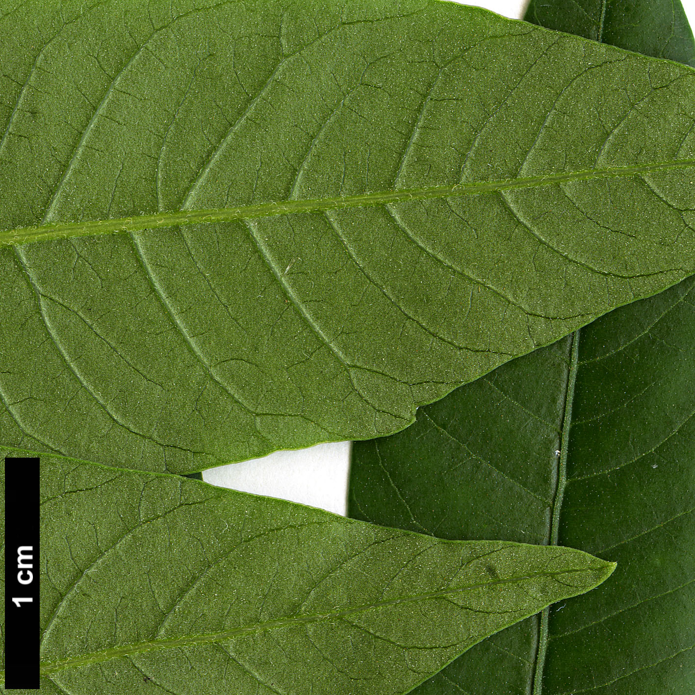 High resolution image: Family: Anacardiaceae - Genus: Rhus - Taxon: copallina