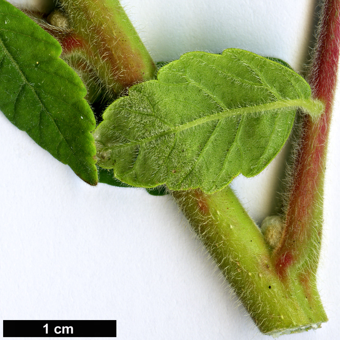 High resolution image: Family: Anacardiaceae - Genus: Rhus - Taxon: coriaria