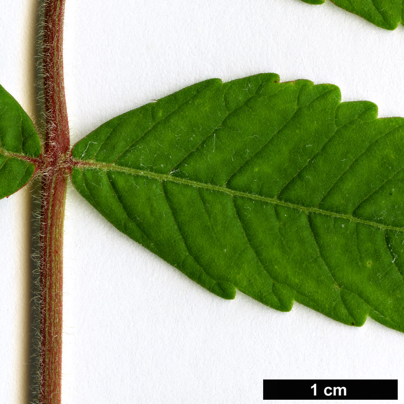 High resolution image: Family: Anacardiaceae - Genus: Rhus - Taxon: coriaria