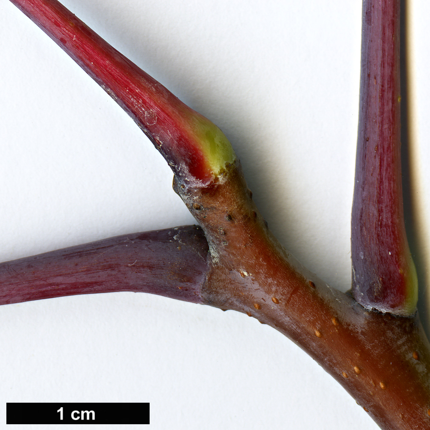 High resolution image: Family: Anacardiaceae - Genus: Rhus - Taxon: glabra