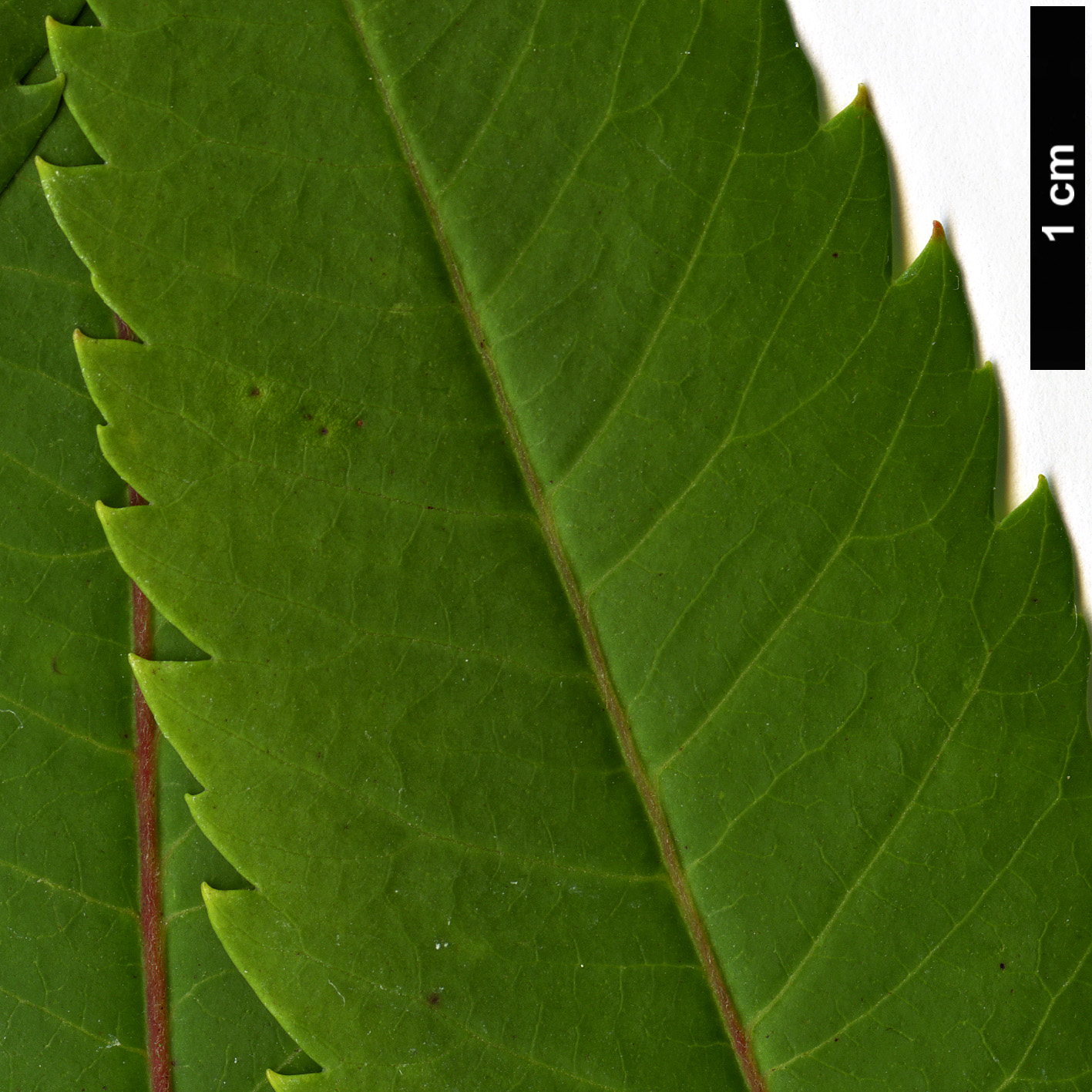 High resolution image: Family: Anacardiaceae - Genus: Rhus - Taxon: glabra