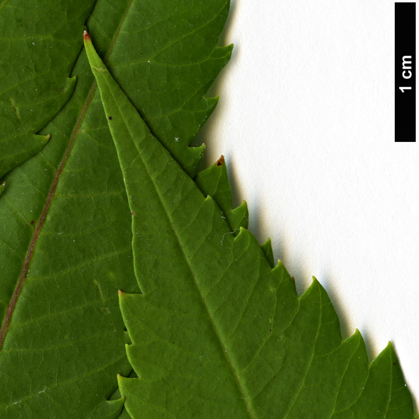 High resolution image: Family: Anacardiaceae - Genus: Rhus - Taxon: glabra