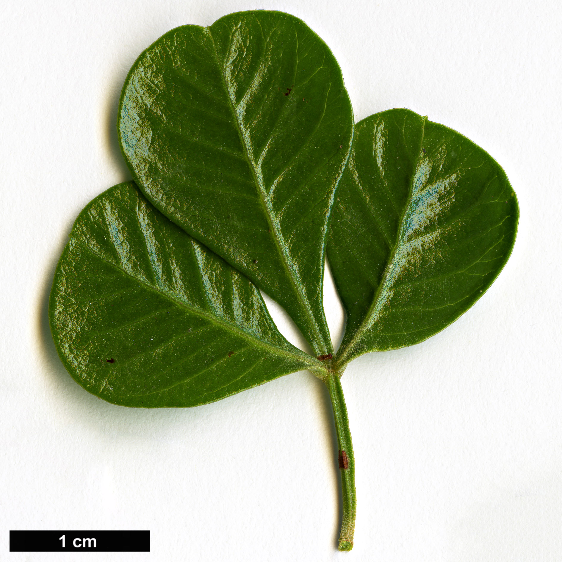 High resolution image: Family: Anacardiaceae - Genus: Rhus - Taxon: glauca