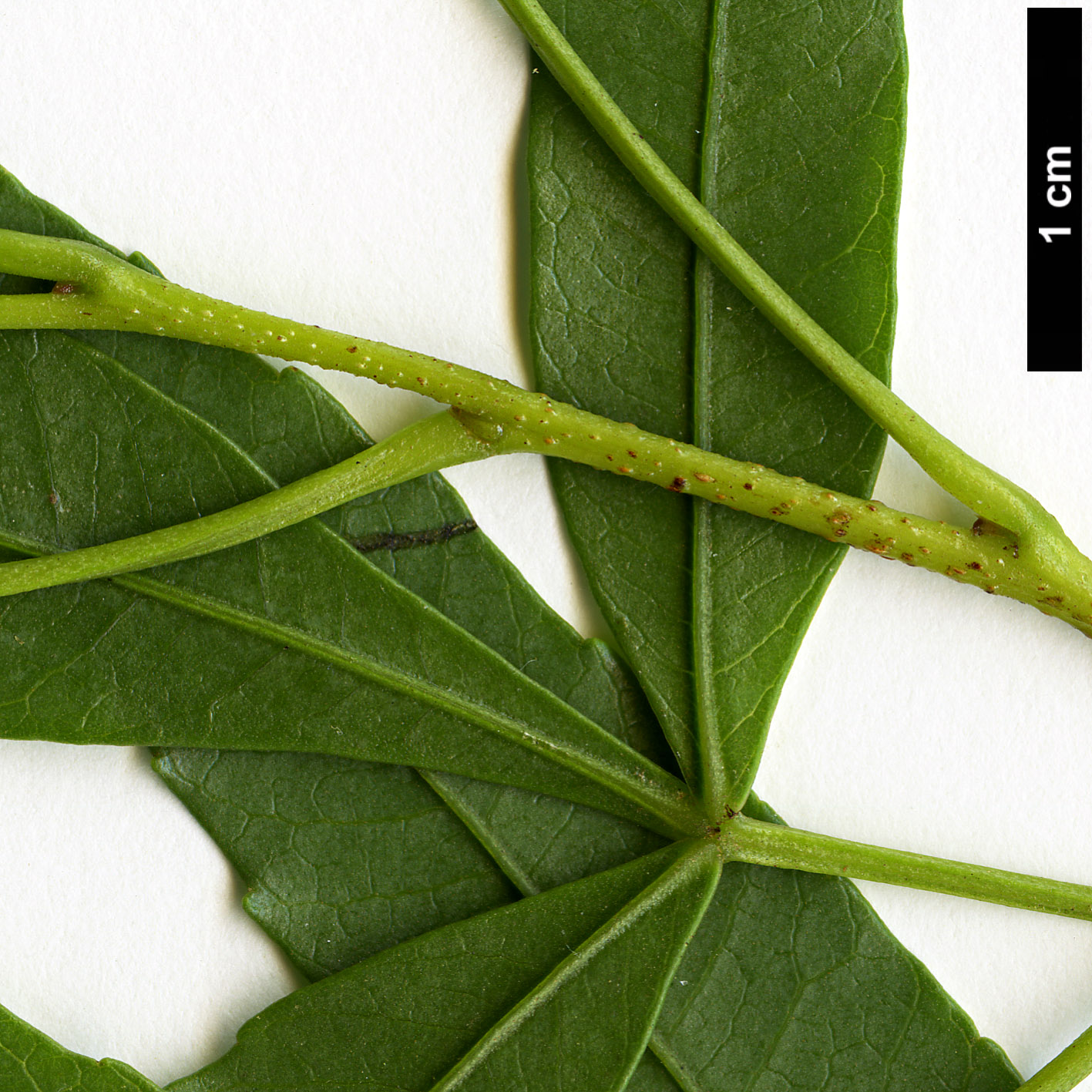 High resolution image: Family: Anacardiaceae - Genus: Rhus - Taxon: gueinzii