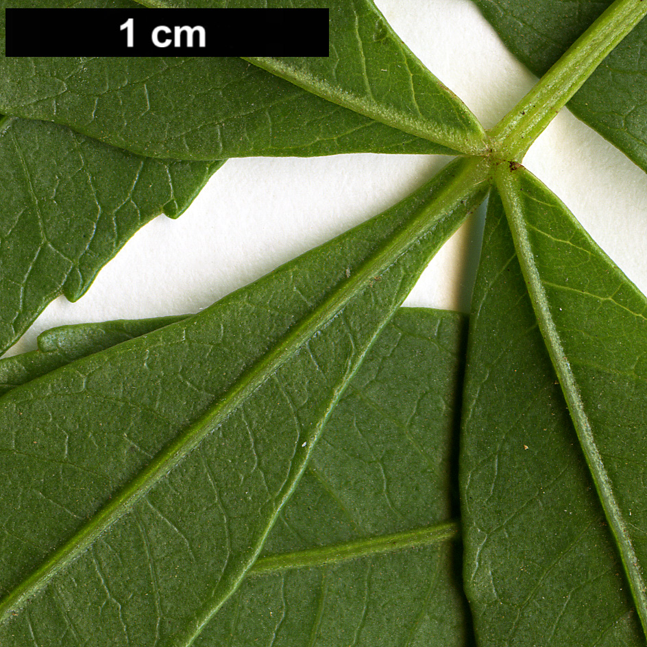High resolution image: Family: Anacardiaceae - Genus: Rhus - Taxon: gueinzii