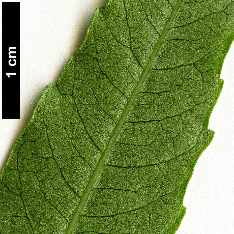 High resolution image: Family: Anacardiaceae - Genus: Rhus - Taxon: gueinzii